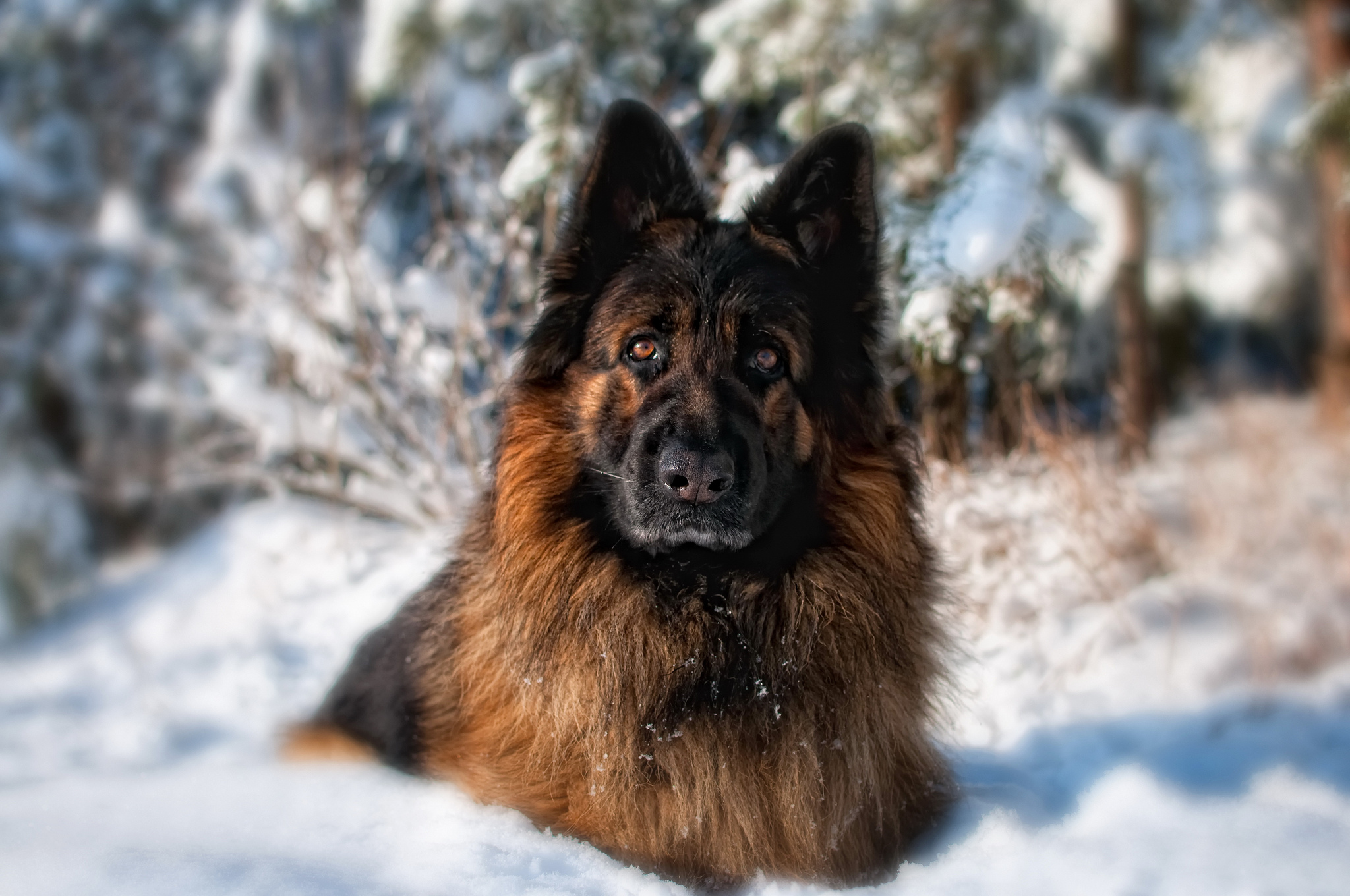 Free download wallpaper Dogs, Dog, Animal, German Shepherd on your PC desktop