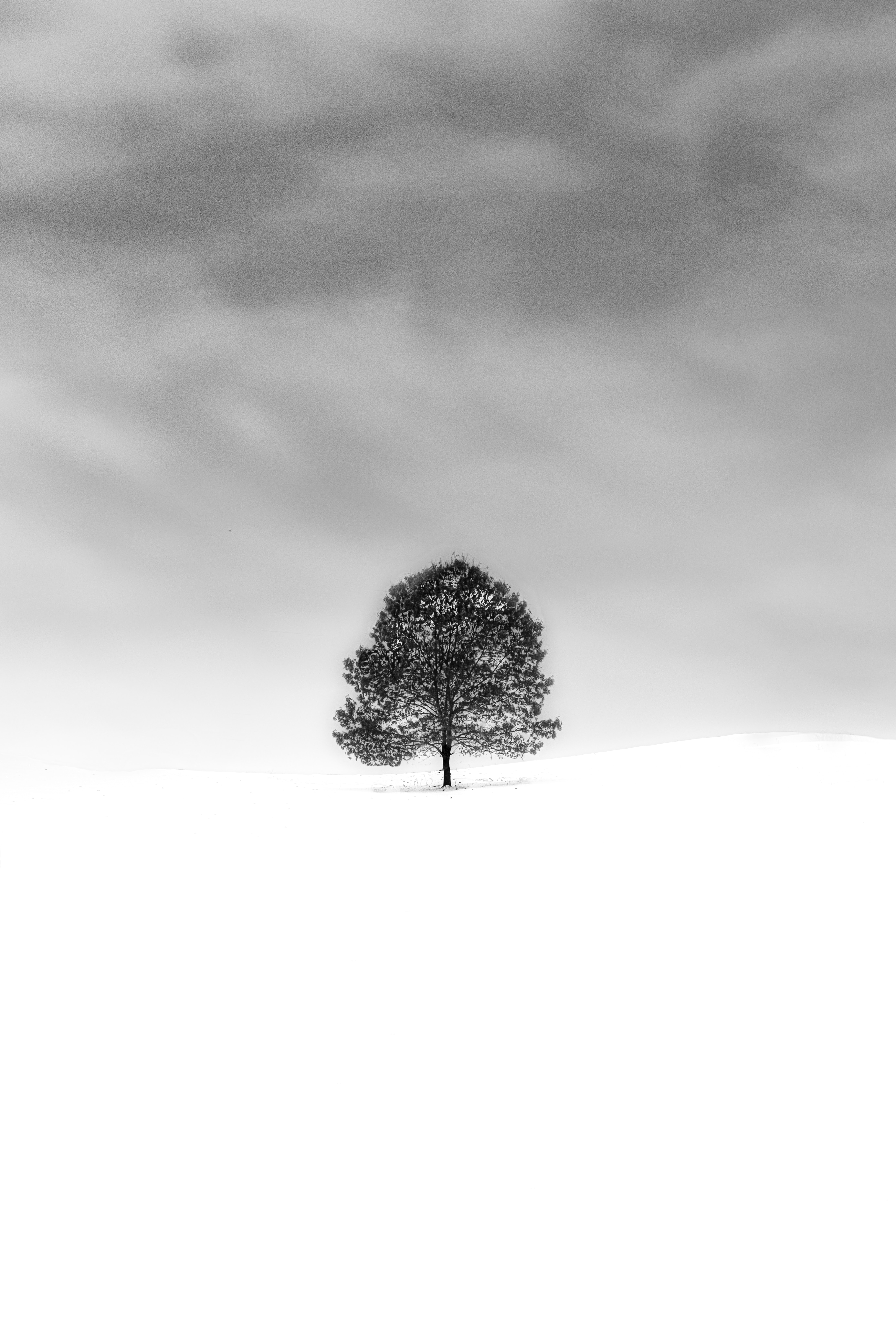 Download mobile wallpaper Snow, Wood, Tree, Chb, Nature, Bw, Minimalism for free.
