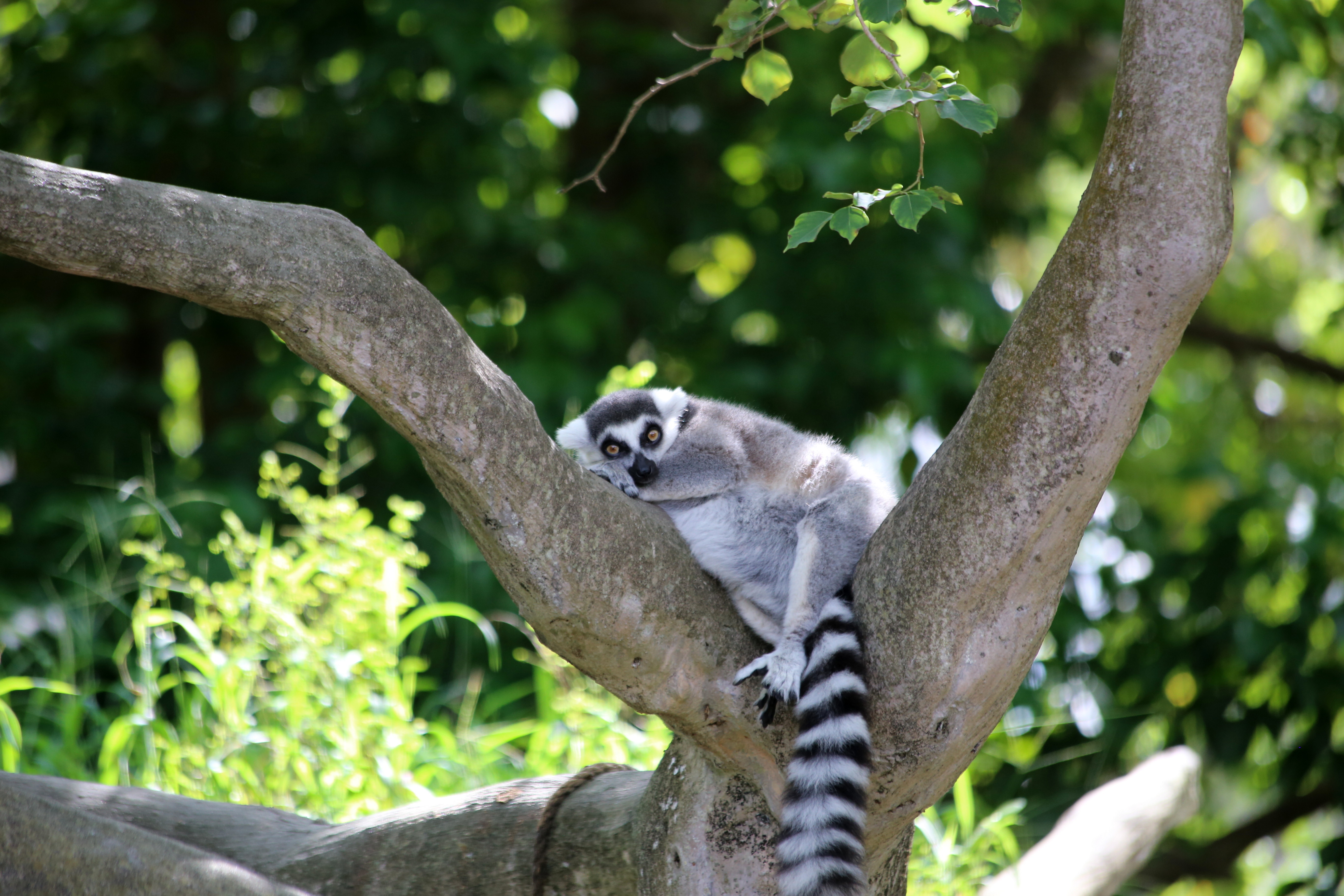 Free download wallpaper Animals, Wood, Tree, Animal, Nice, Sweetheart, Lemur on your PC desktop