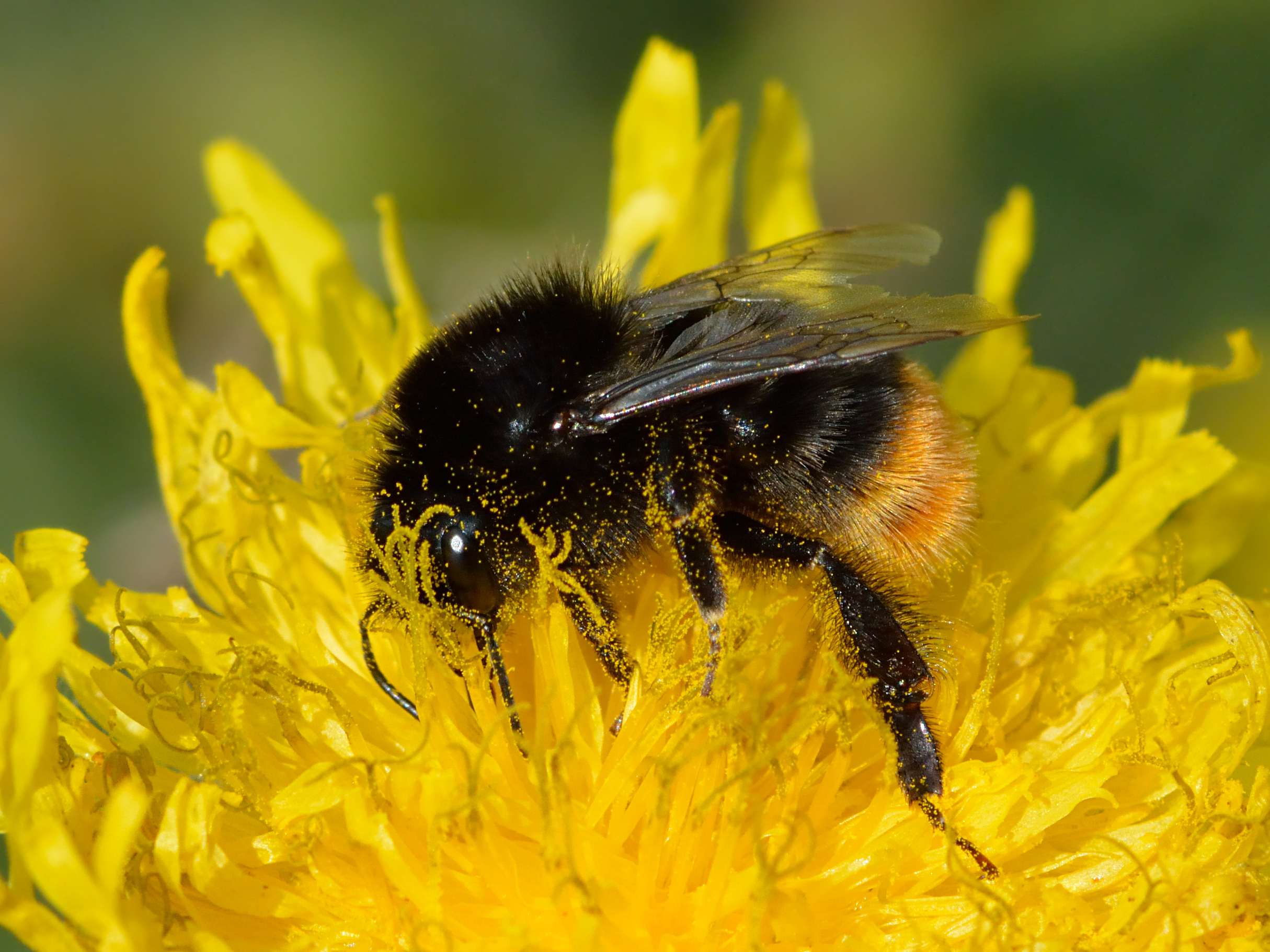895681 descargar imagen animales, abejorro, flor, abejorro de cola roja: fondos de pantalla y protectores de pantalla gratis