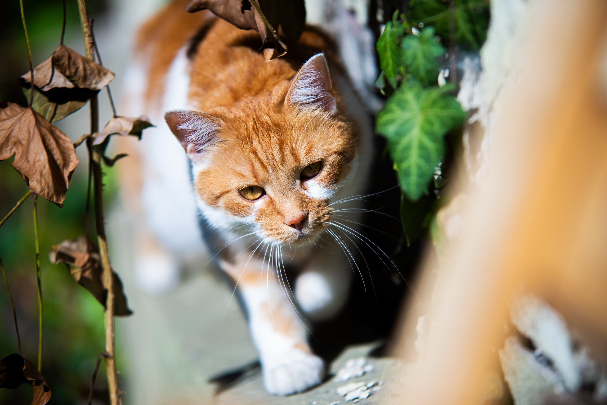 Handy-Wallpaper Katze, Katzen, Tiere kostenlos herunterladen.