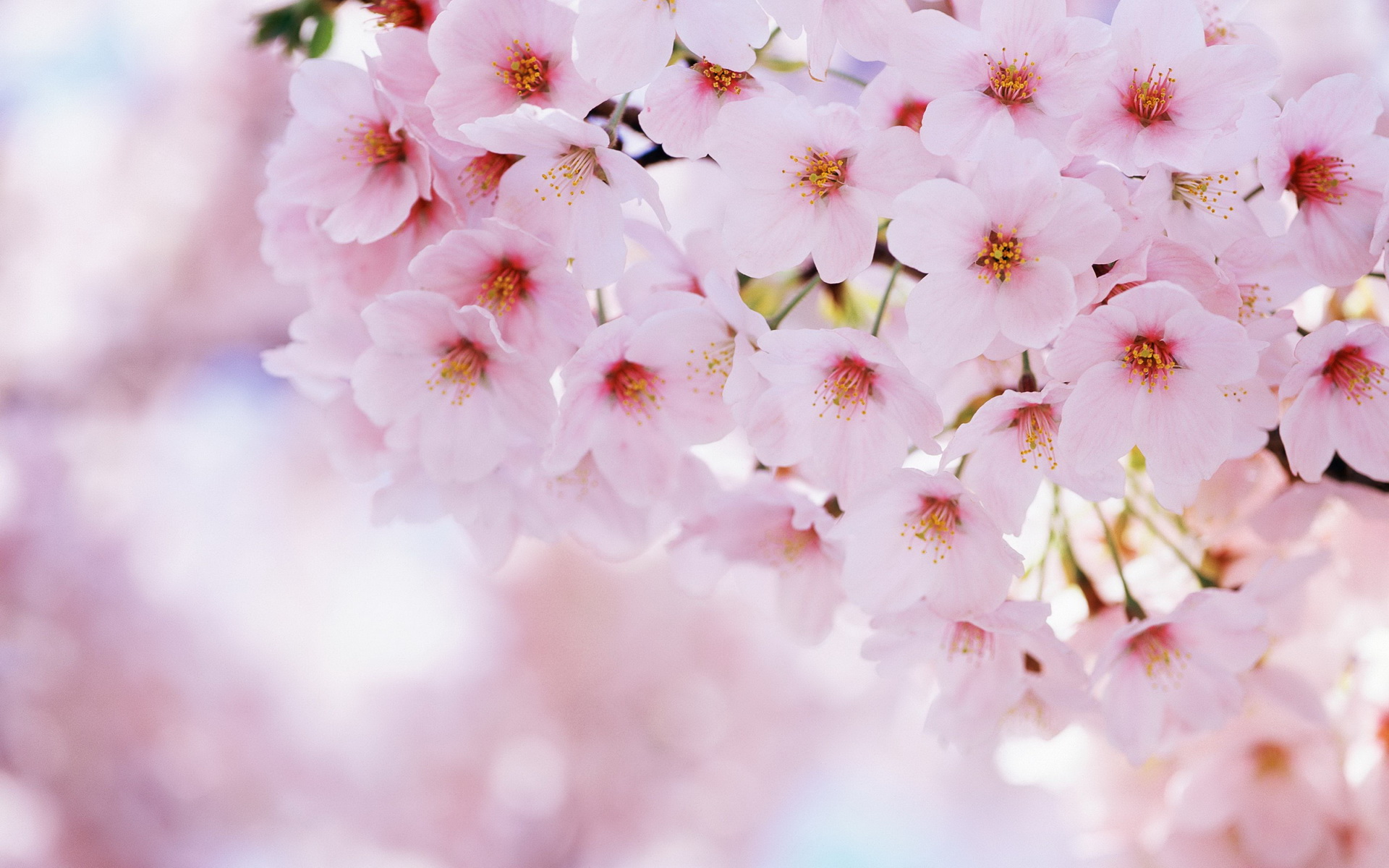 Free download wallpaper Flowers, Earth, Blossom on your PC desktop