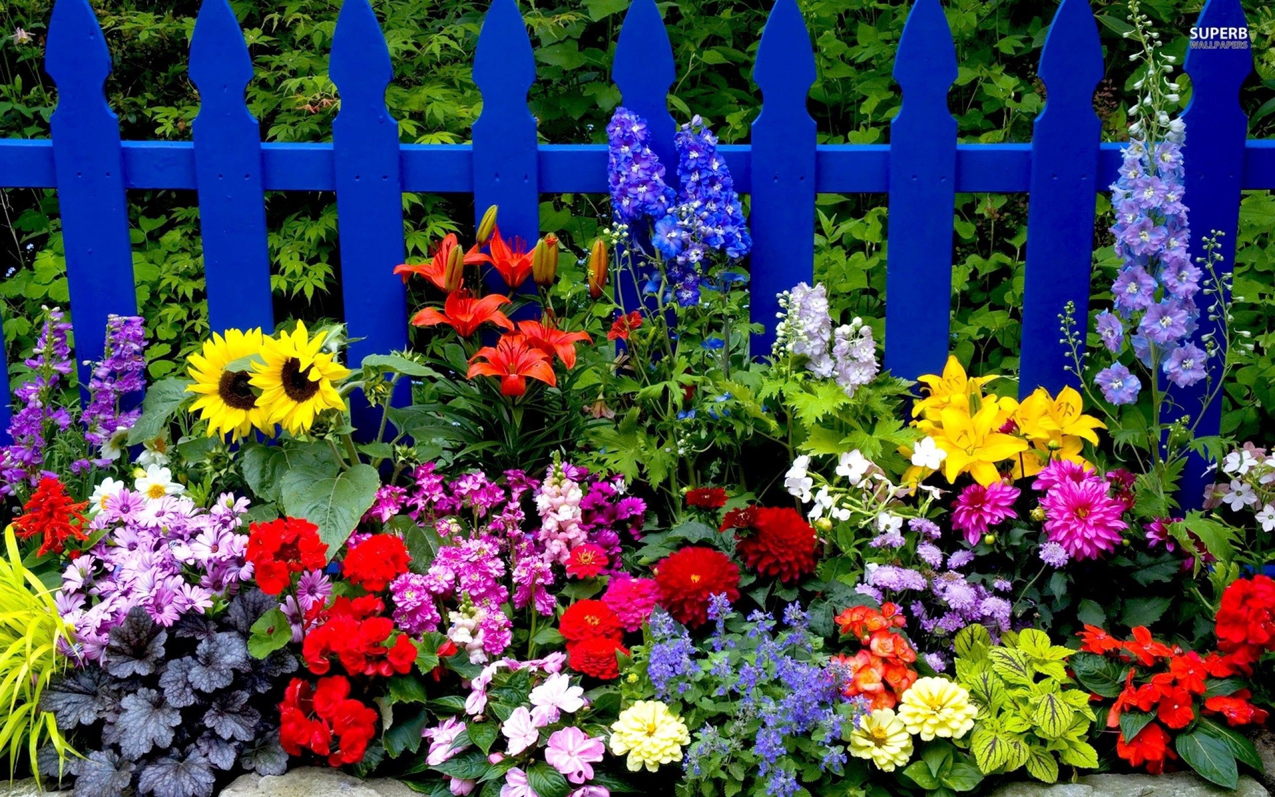 Free download wallpaper Fence, Different, Flowers, Bright on your PC desktop
