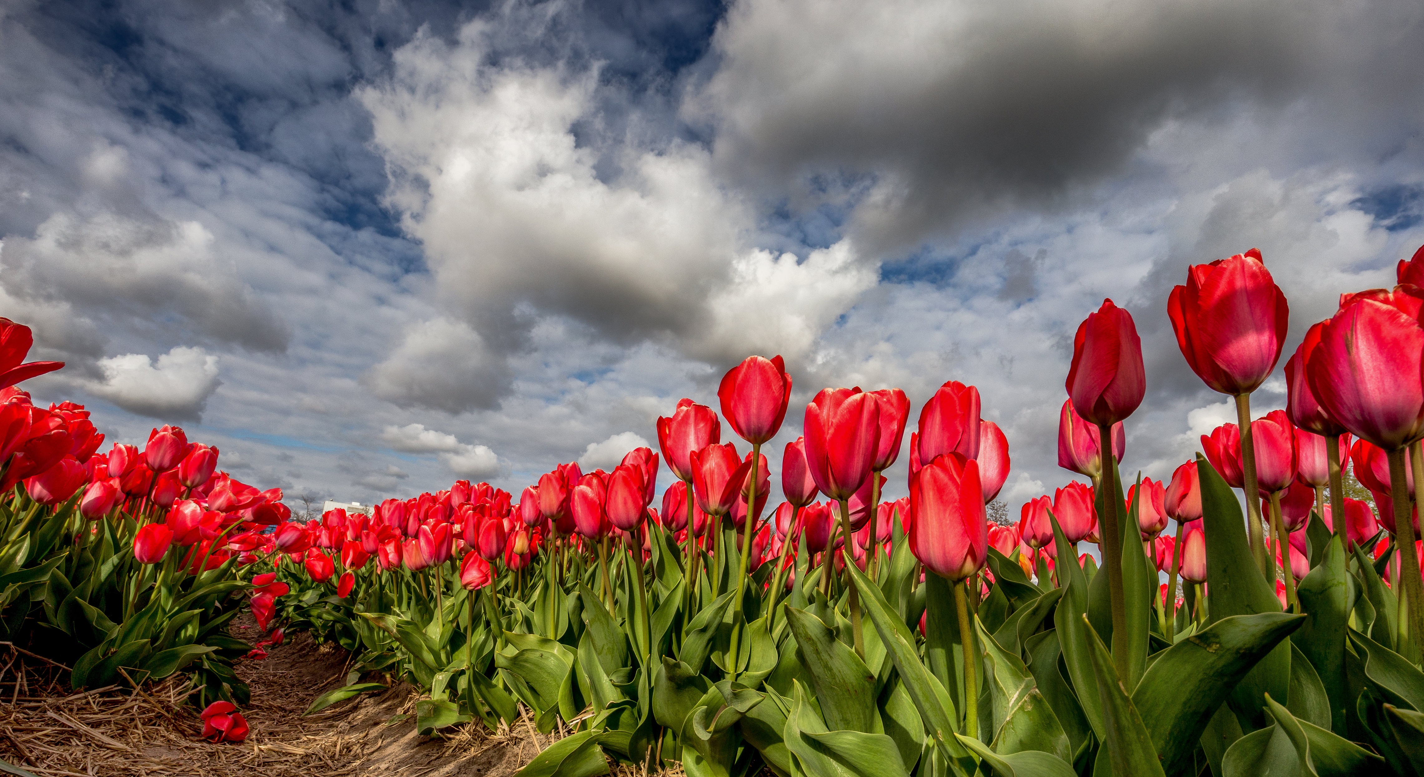 Download mobile wallpaper Flowers, Flower, Earth, Cloud, Tulip, Red Flower for free.