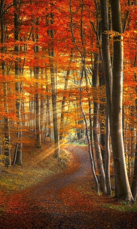 Handy-Wallpaper Herbst, Wald, Erde, Sonnenlicht, Sonnenstrahl, Erde/natur, Sonnenschein, Sonnenbohne kostenlos herunterladen.