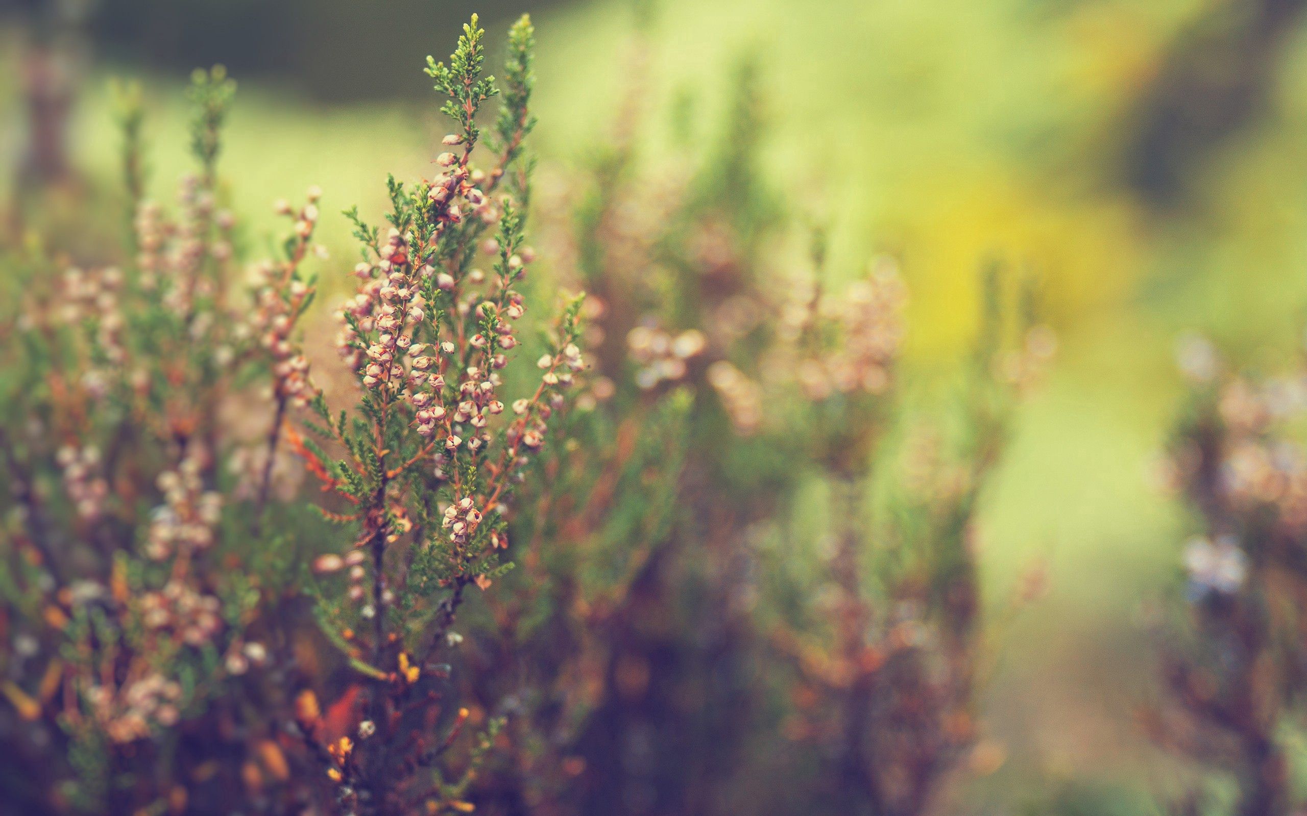 Download mobile wallpaper Grass, Macro, Smooth, Shine, Light, Blur for free.