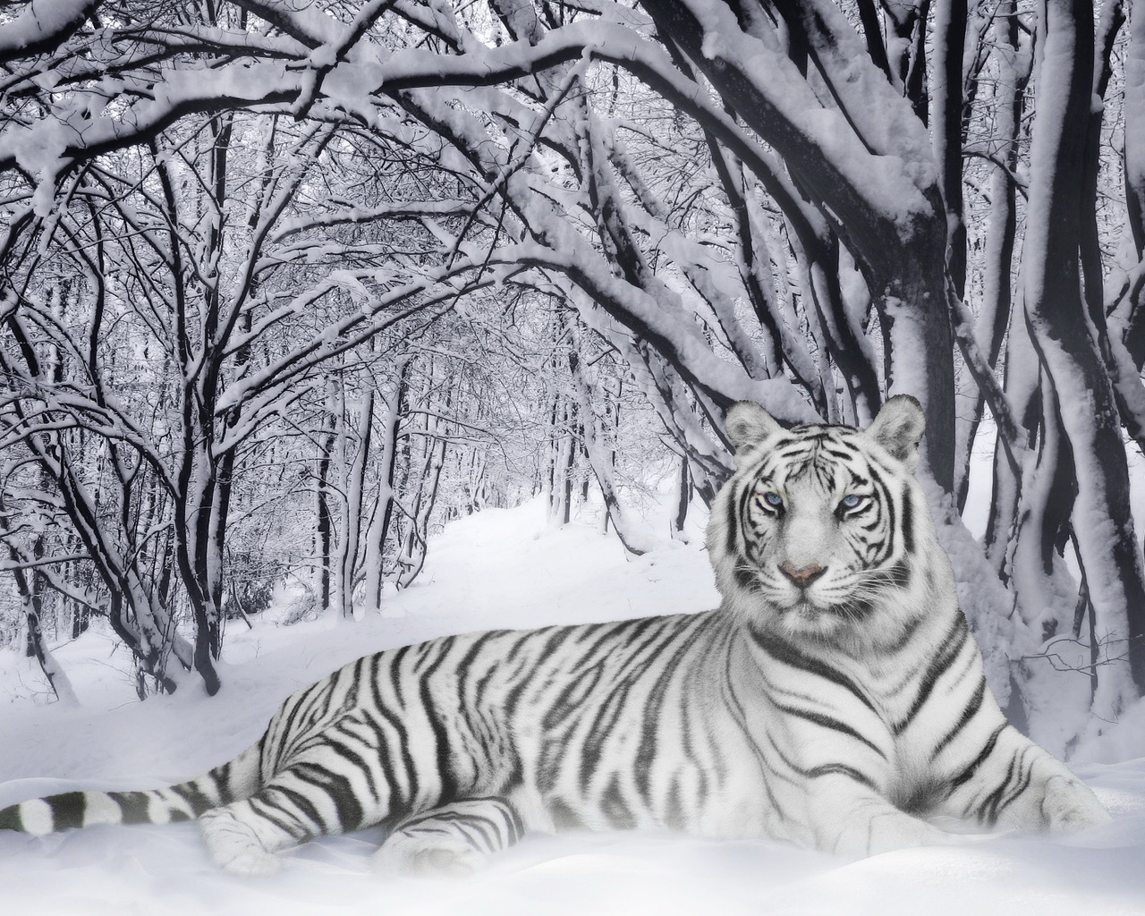 Baixar papel de parede para celular de Animais, Inverno, Neve, Tigres gratuito.