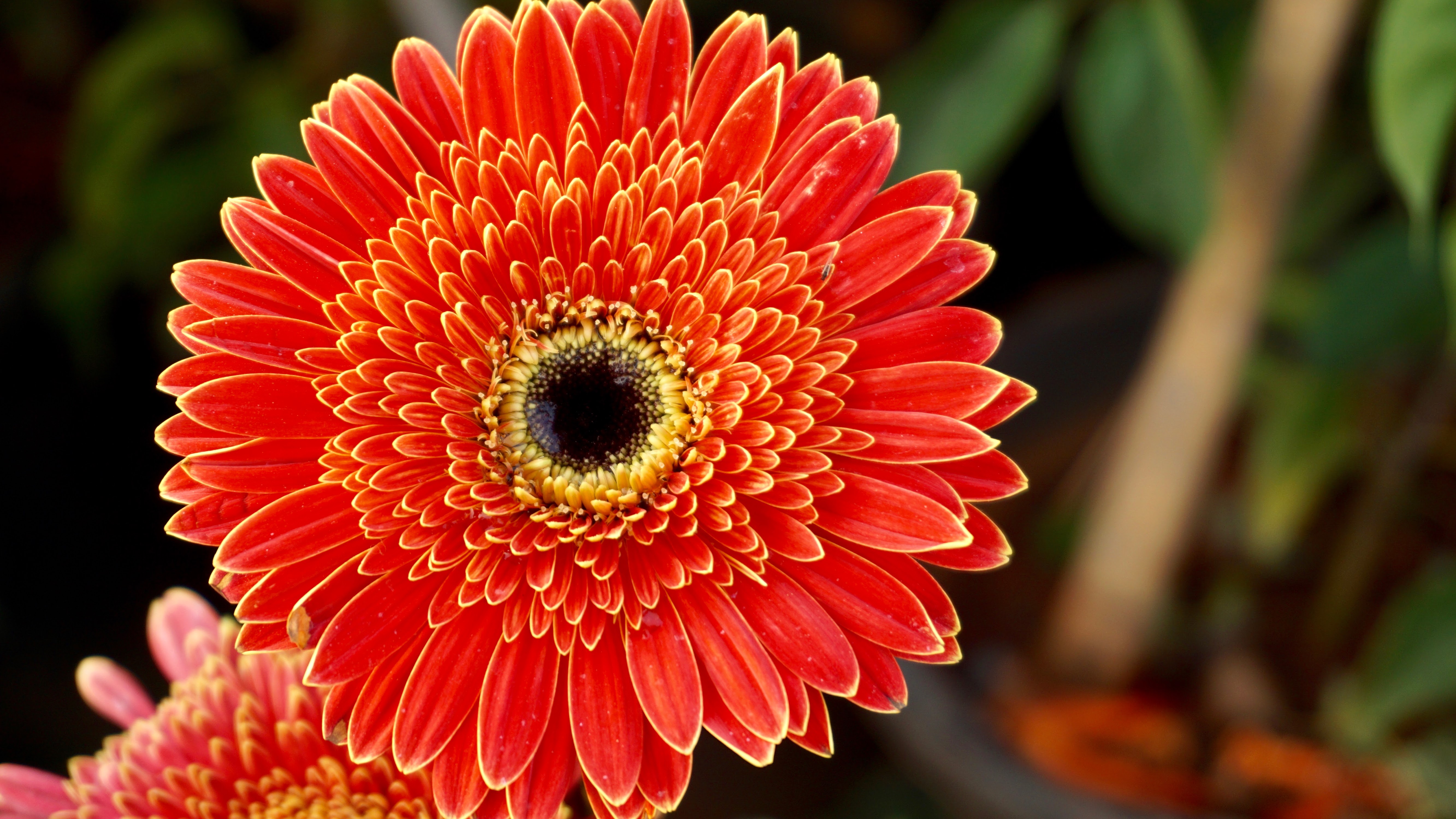 Téléchargez gratuitement l'image Fleurs, Fleur, Fleur Rouge, La Nature, Terre/nature sur le bureau de votre PC