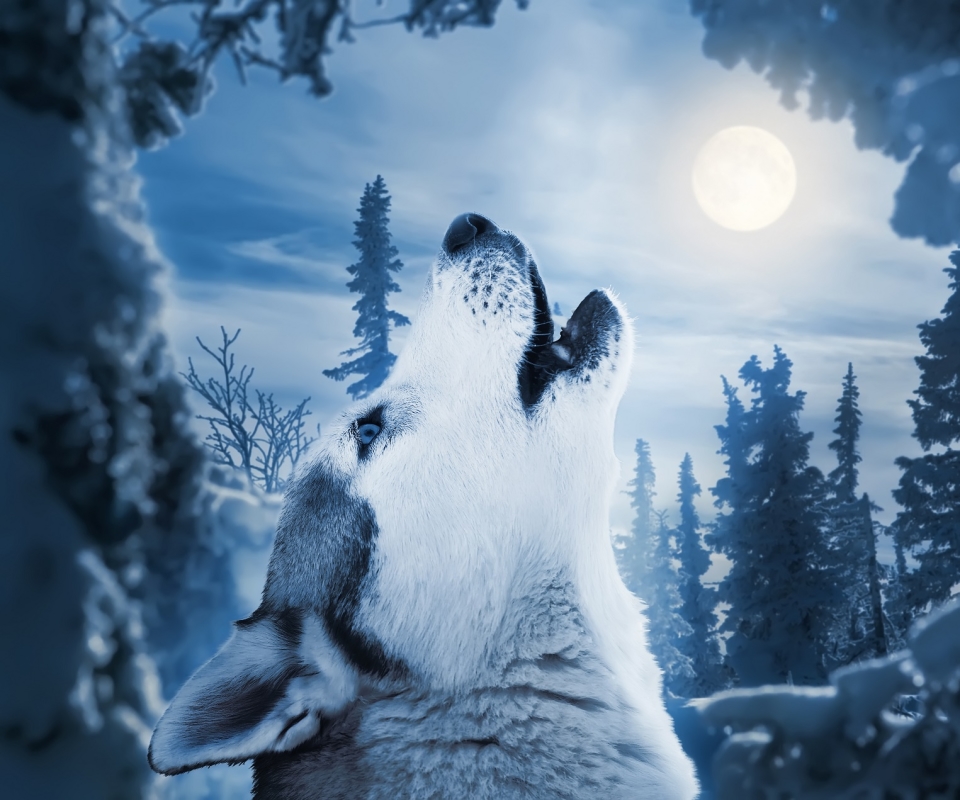 無料モバイル壁紙動物, オオカミ, 青い, 狼, ハウリングをダウンロードします。