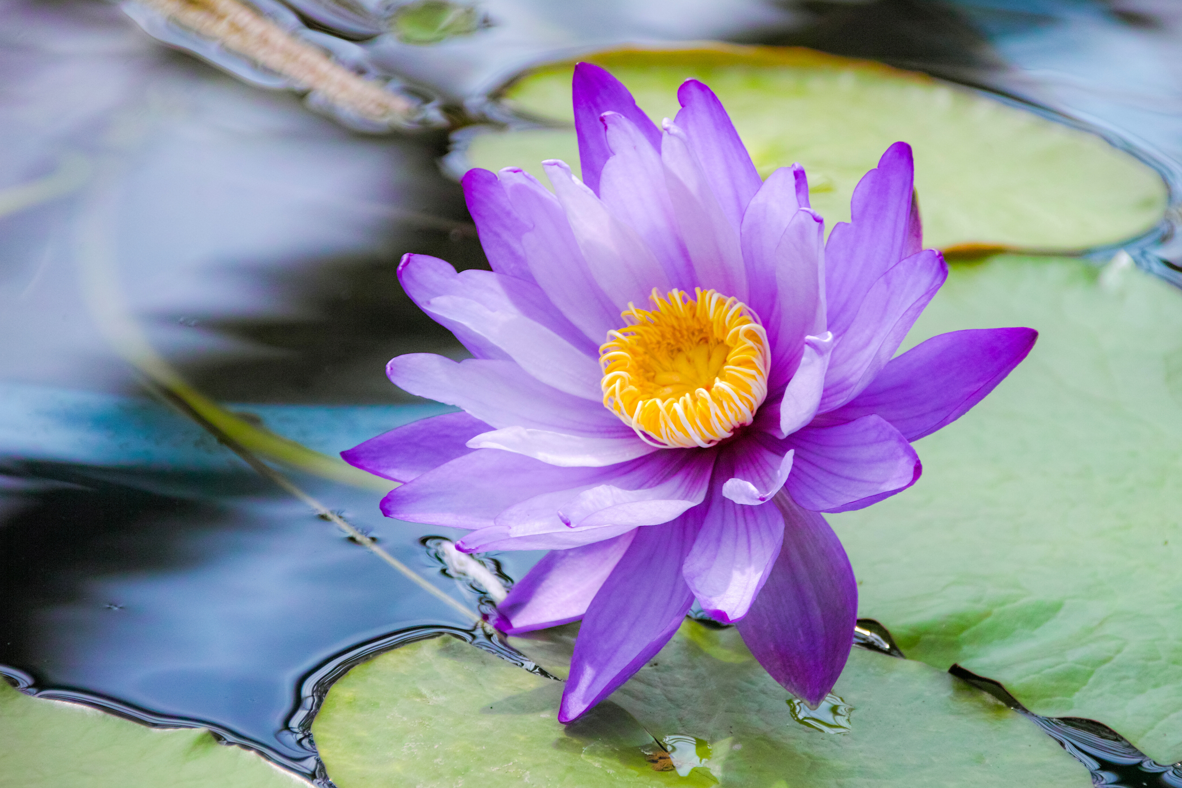 Download mobile wallpaper Nature, Flowers, Flower, Close Up, Earth, Water Lily, Purple Flower for free.
