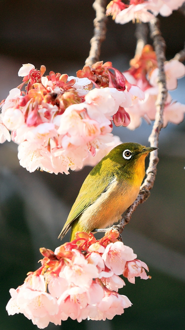 Download mobile wallpaper Birds, Flower, Bird, Animal, Spring, Blossom, White Eye for free.