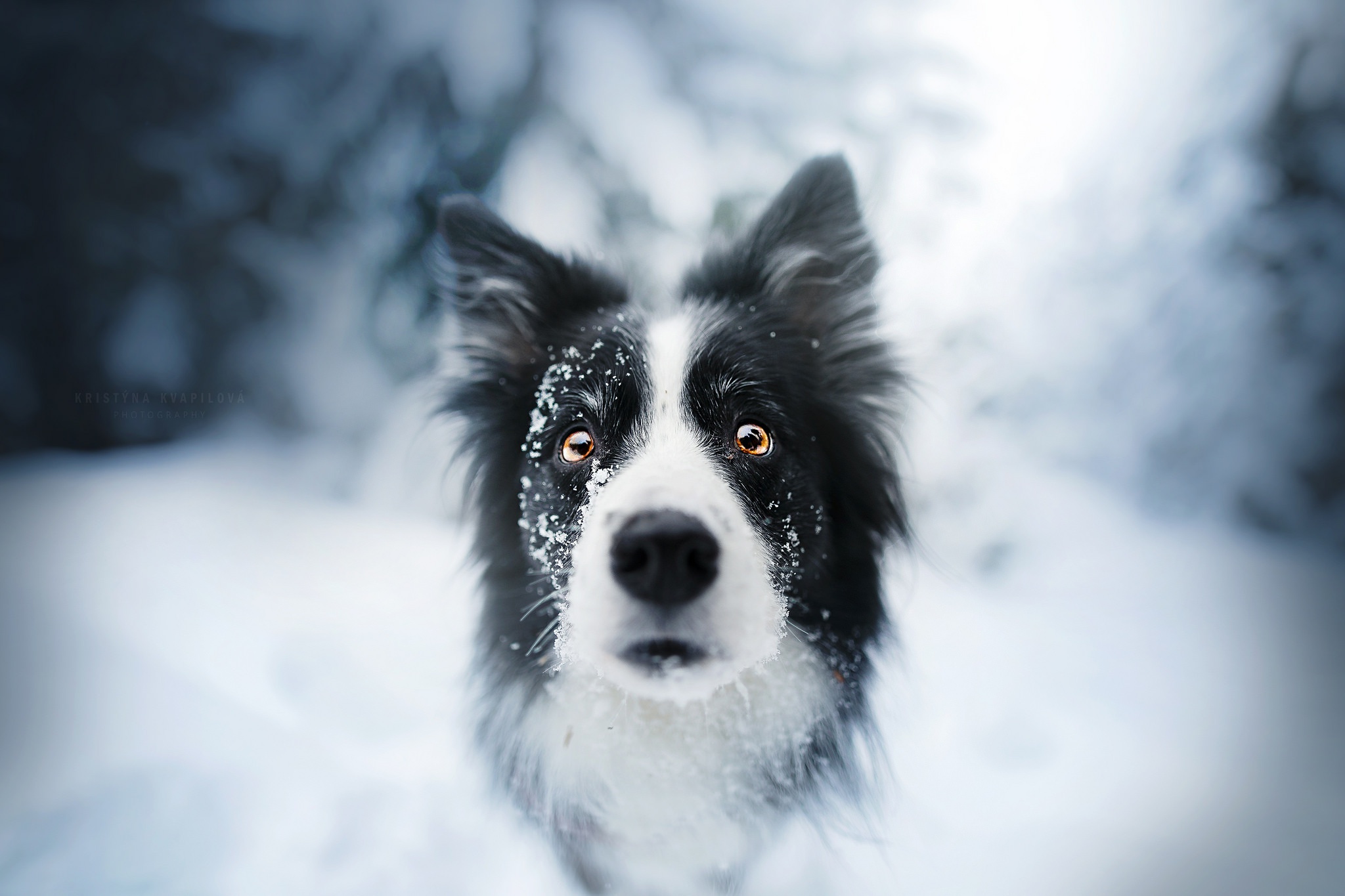 Free download wallpaper Dogs, Dog, Animal, Border Collie, Depth Of Field on your PC desktop