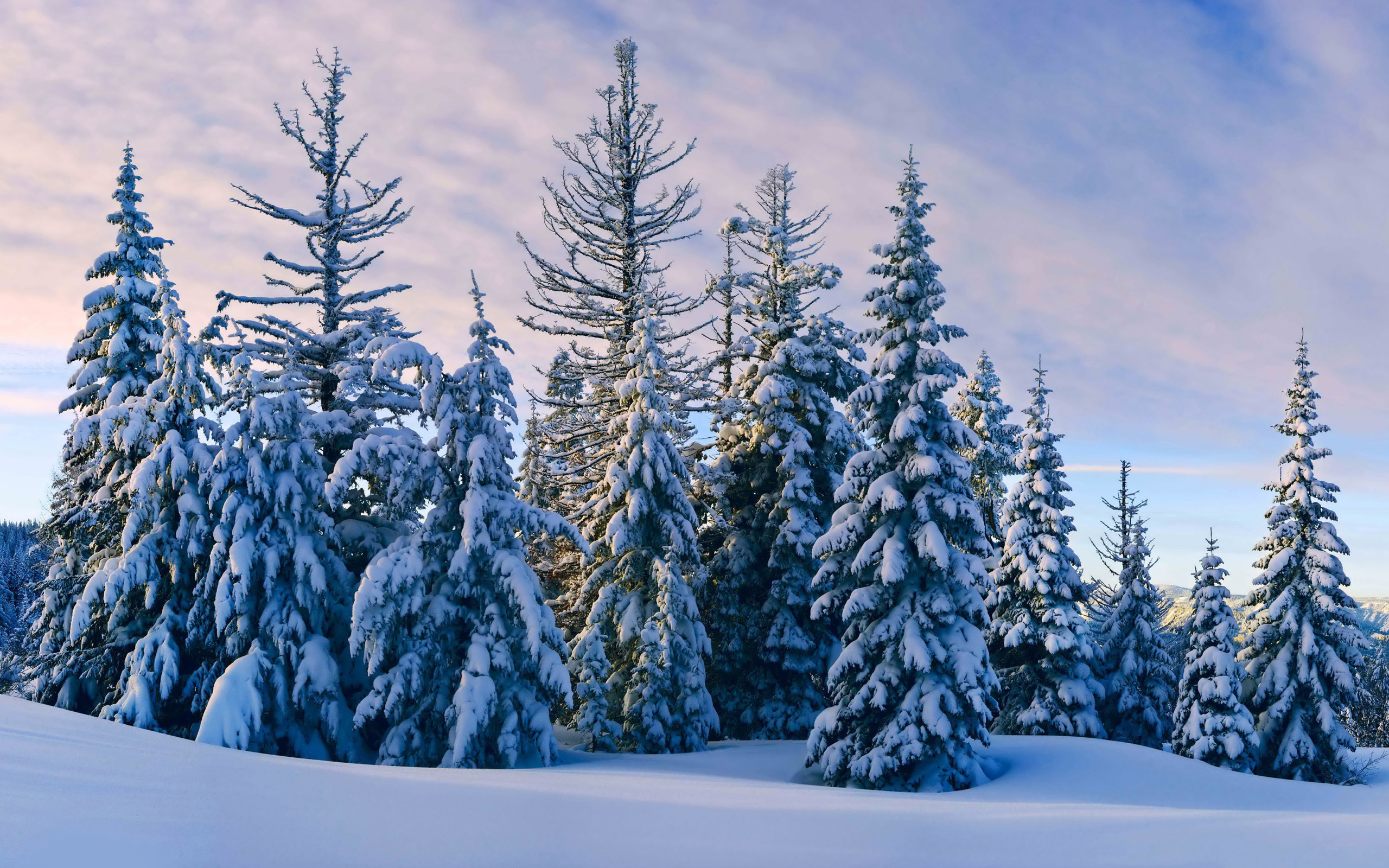 Baixar papel de parede para celular de Inverno, Pinho, Neve, Floresta, Árvore, Terra/natureza gratuito.