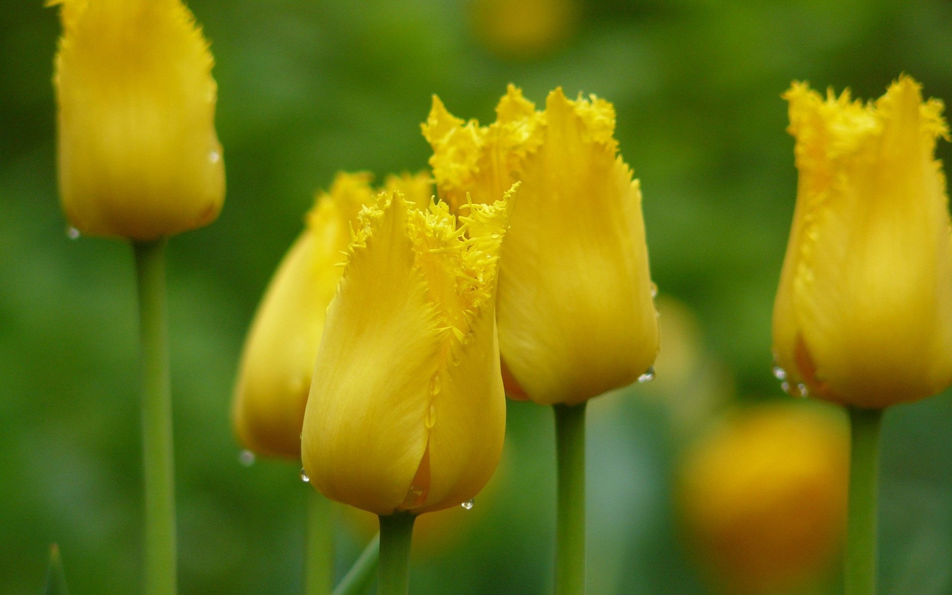 Laden Sie das Tulpe, Blumen, Erde/natur-Bild kostenlos auf Ihren PC-Desktop herunter