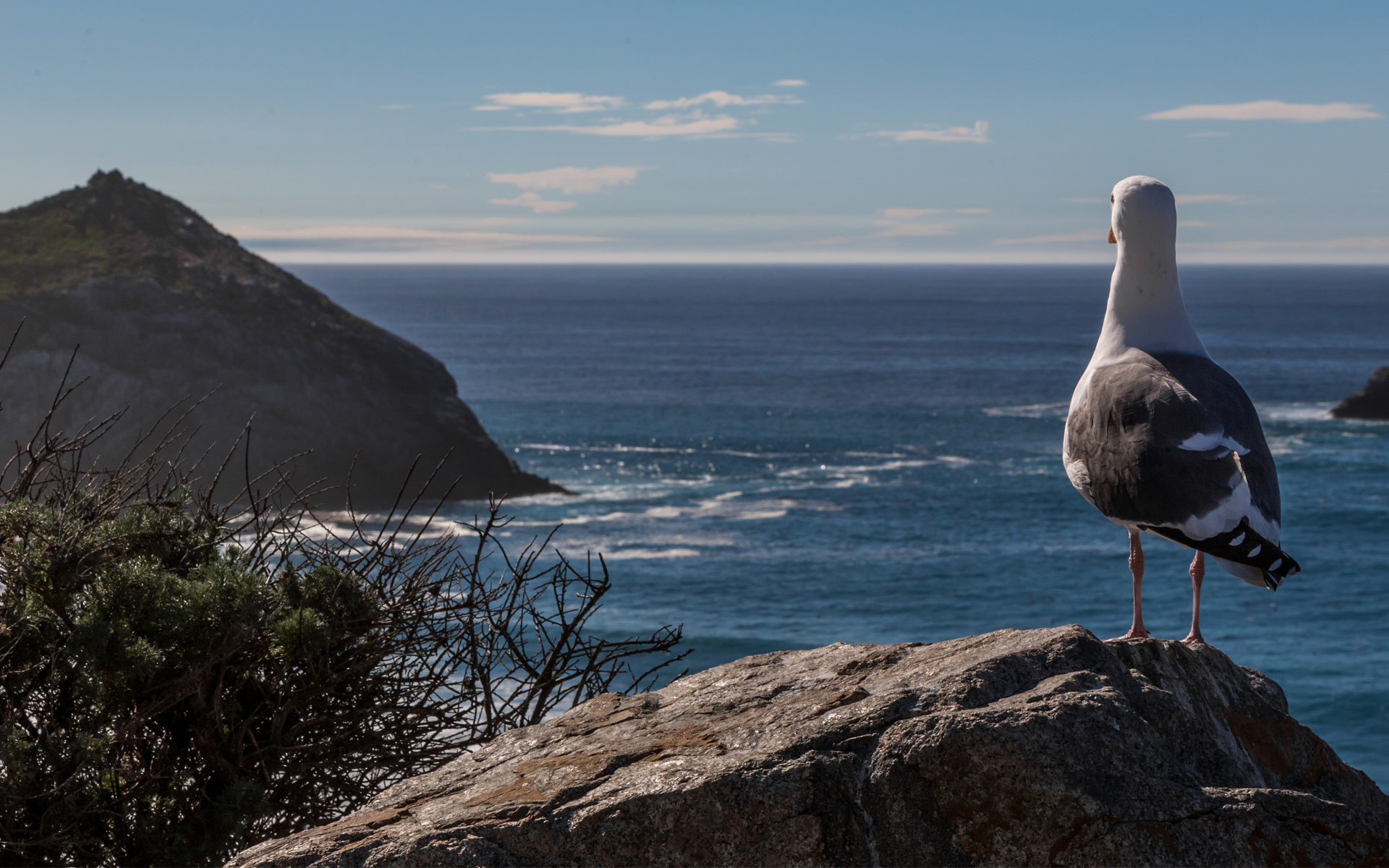 Download mobile wallpaper Seagull, Birds, Animal for free.