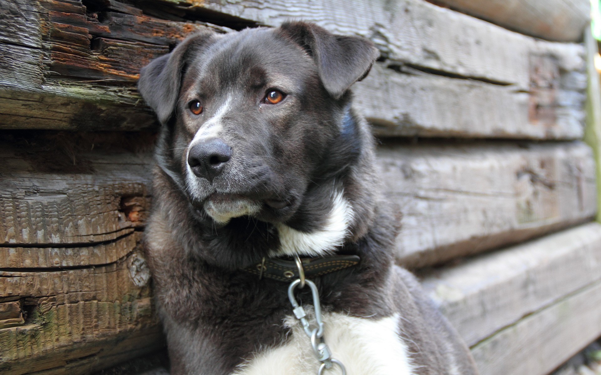 Baixar papel de parede para celular de Cães, Cão, Animais gratuito.