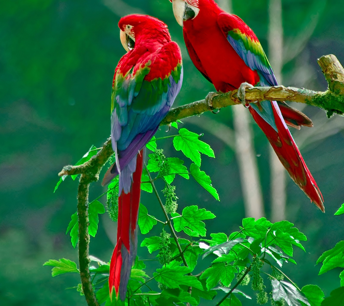 Free download wallpaper Birds, Animal, Parrot, Red And Green Macaw on your PC desktop