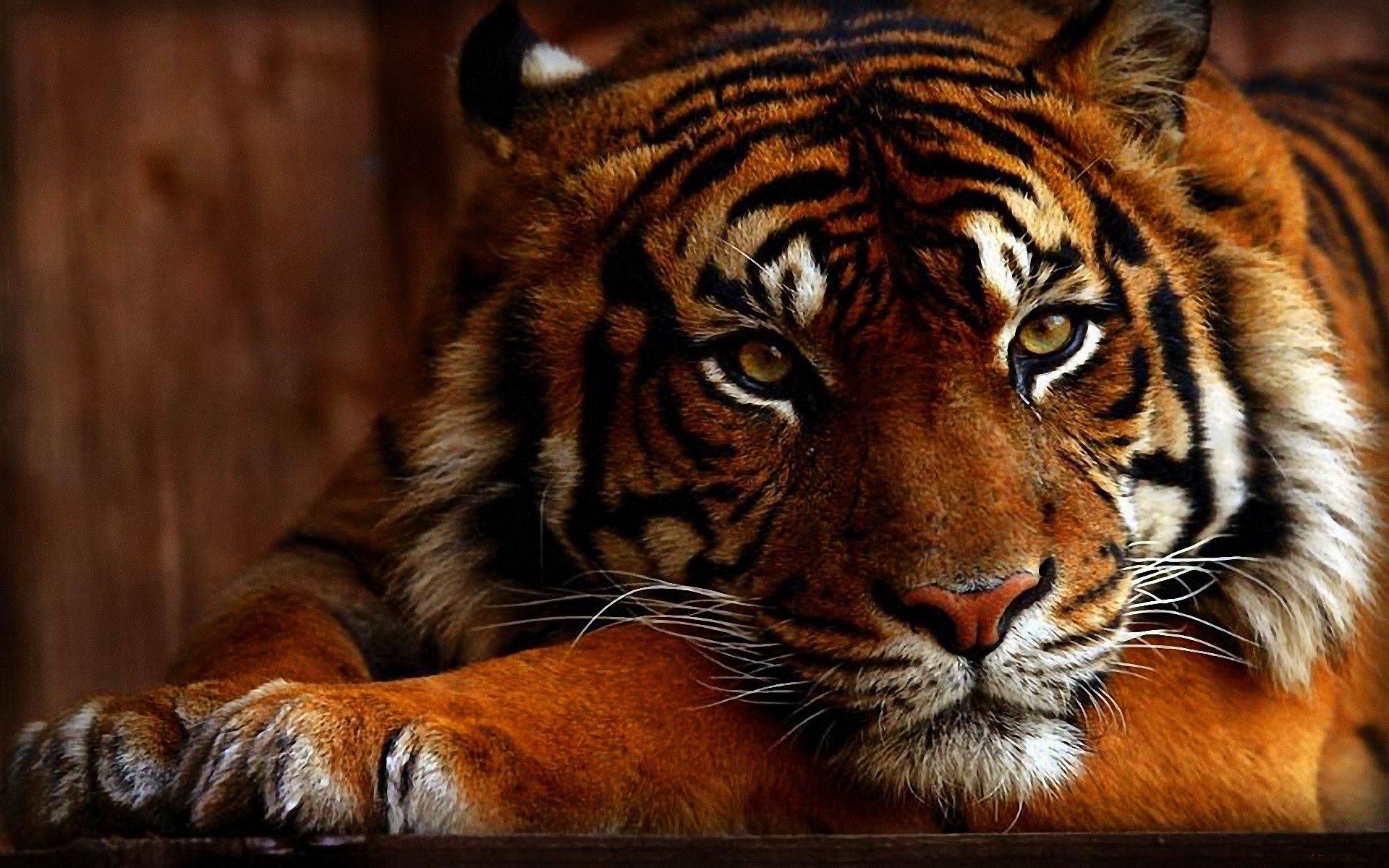 Скачать обои бесплатно Животные, Тигр картинка на рабочий стол ПК
