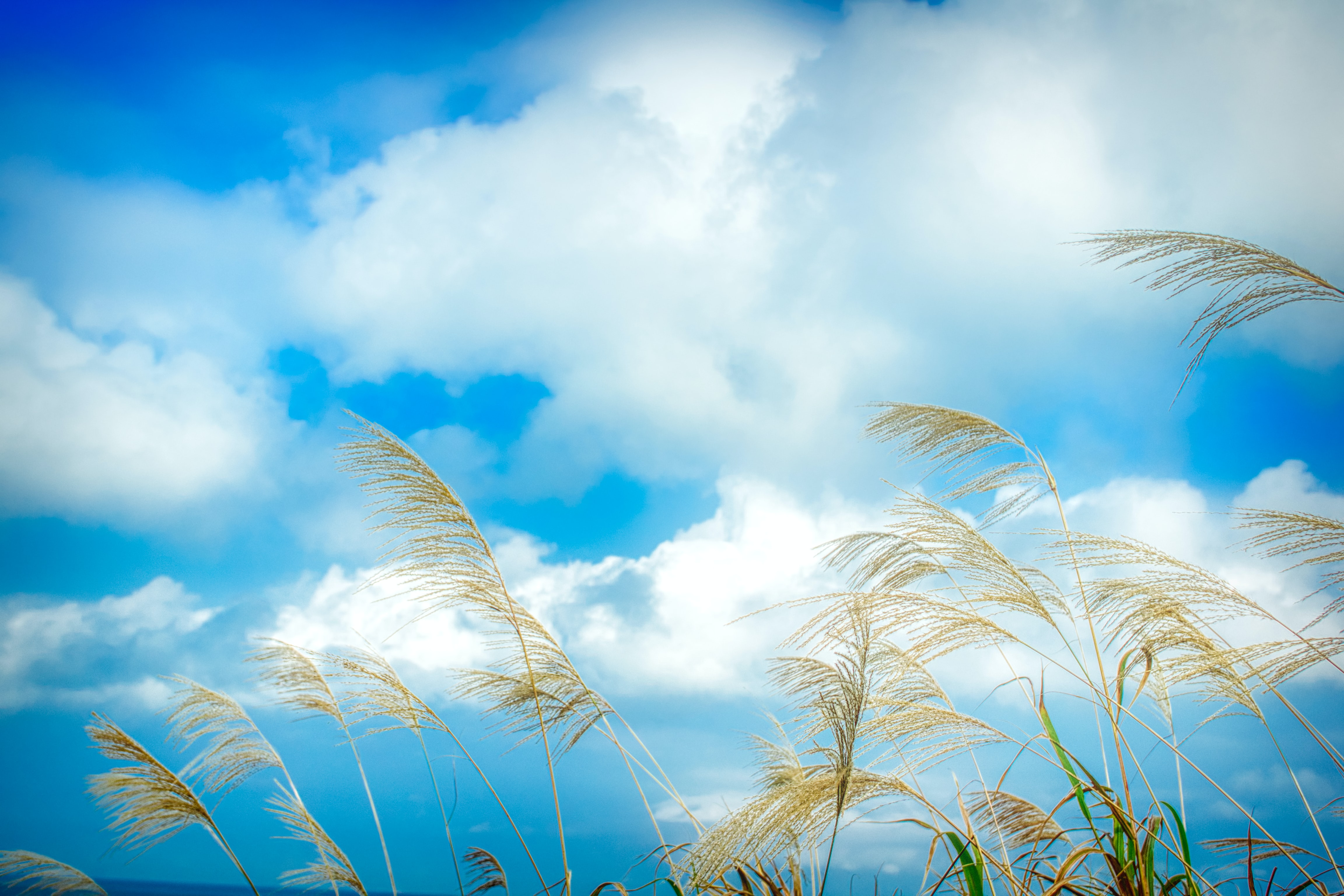 Handy-Wallpaper Clouds, Sky, Spikes, Natur, Grass, Ohren kostenlos herunterladen.