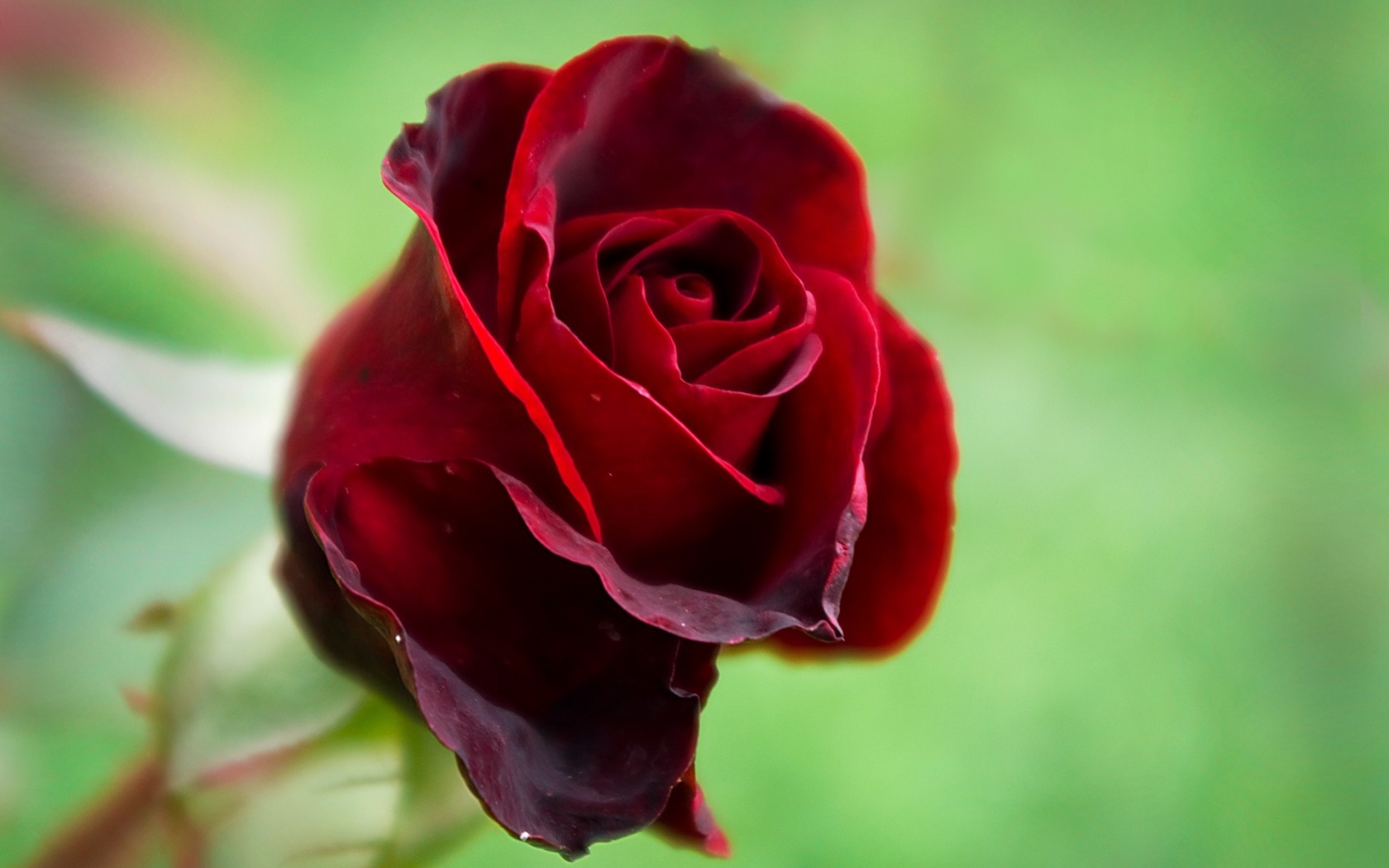 plants, roses, flowers, red HD wallpaper