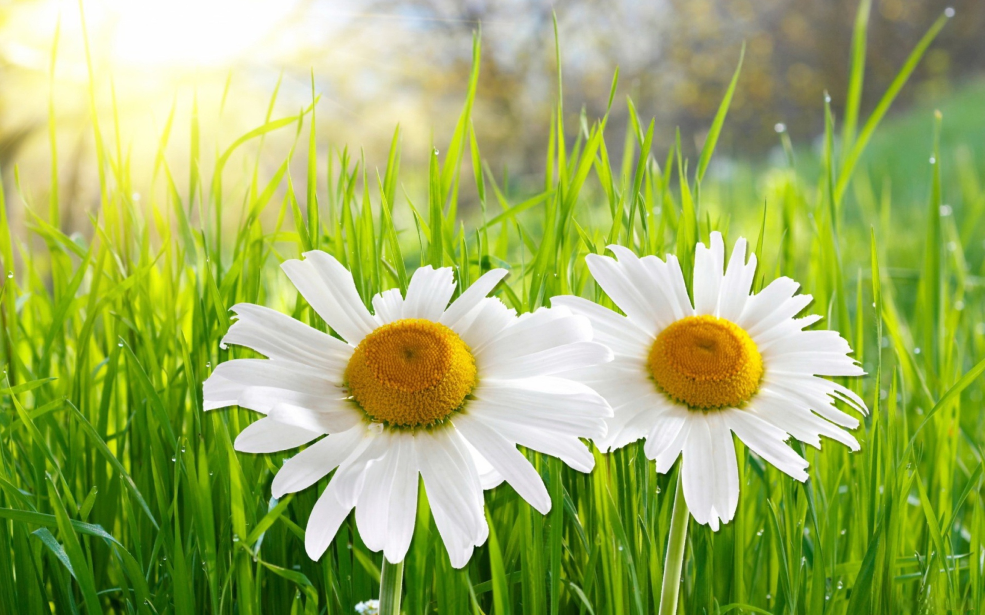 Wallpaper Full HD earth, camomile, close up, daisy, flower, grass, white flower, flowers