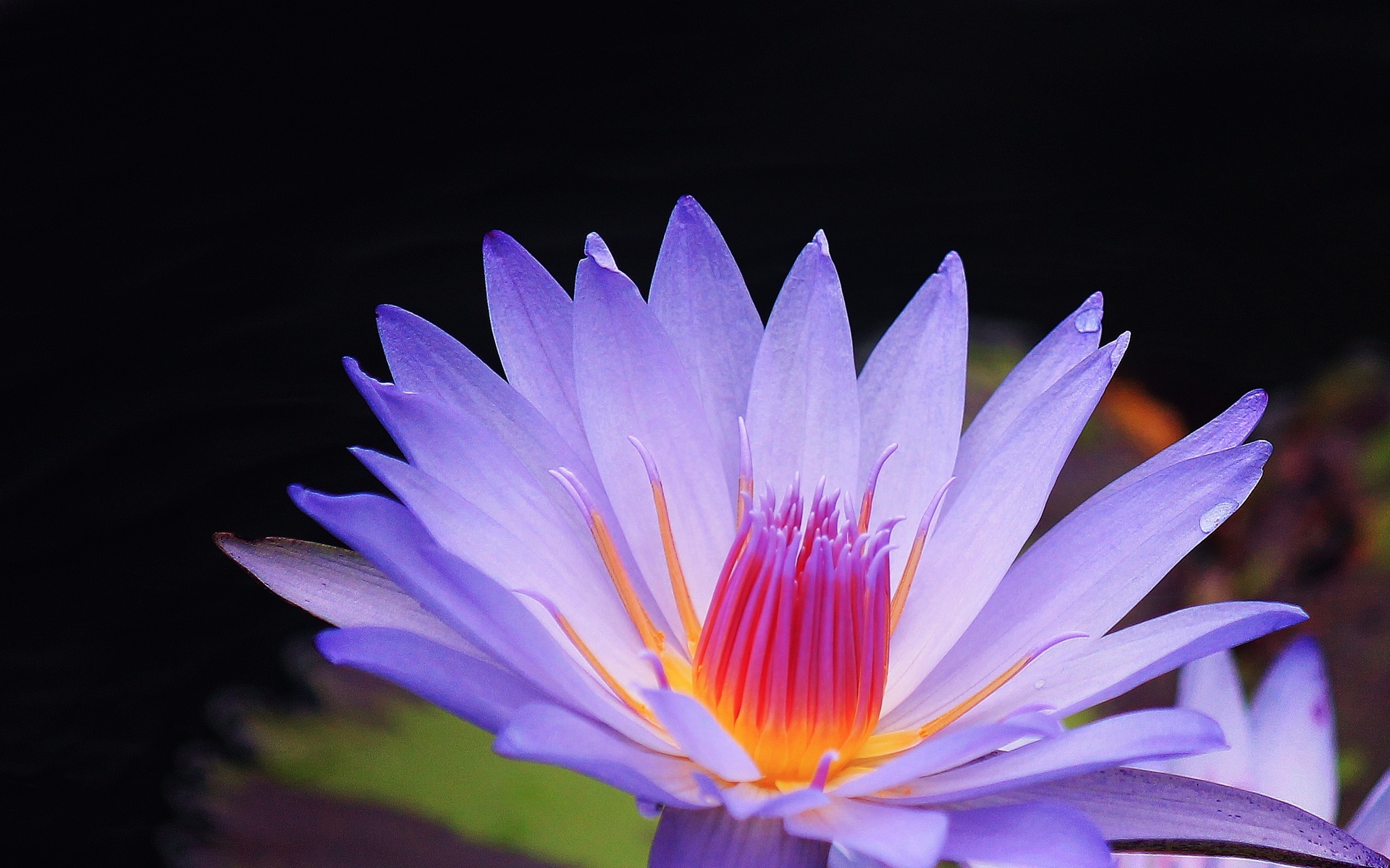 Laden Sie das Blumen, Blume, Erde/natur-Bild kostenlos auf Ihren PC-Desktop herunter