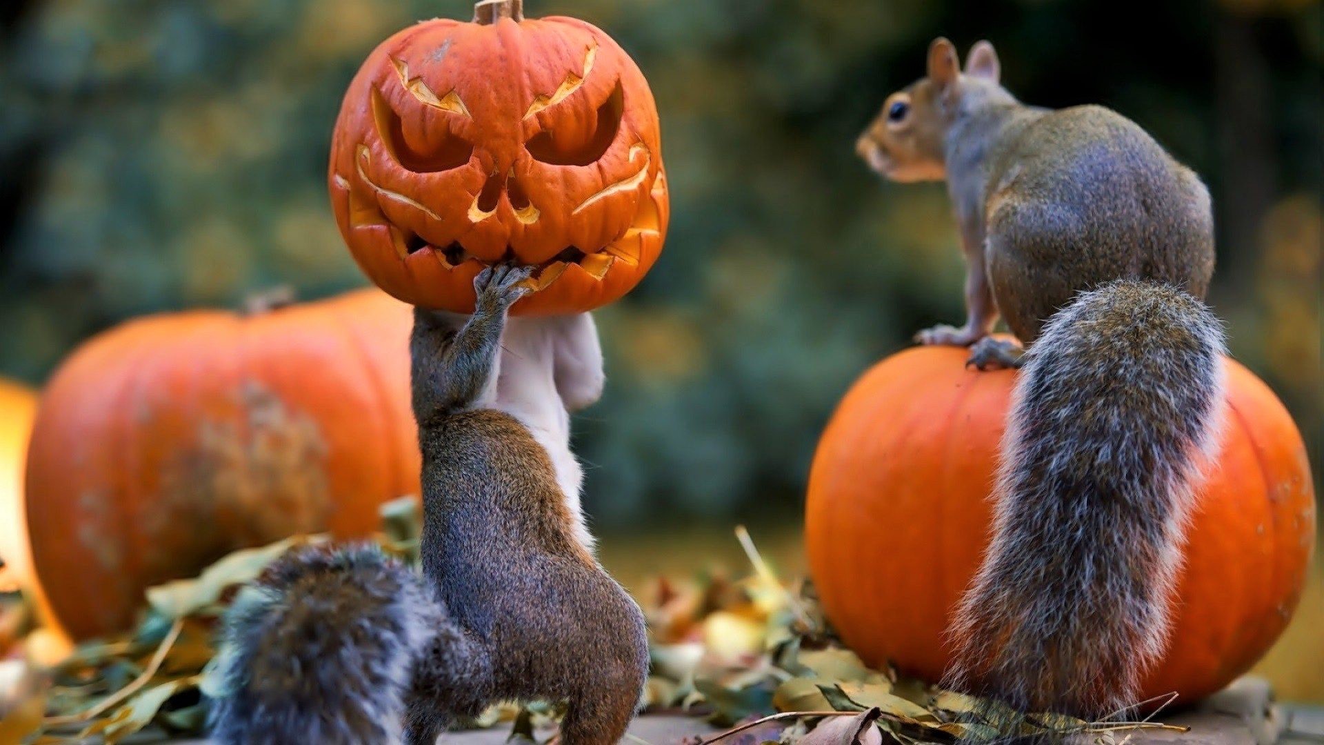 Download mobile wallpaper Funny, Squirrel, Halloween, Holiday, Jack O' Lantern for free.