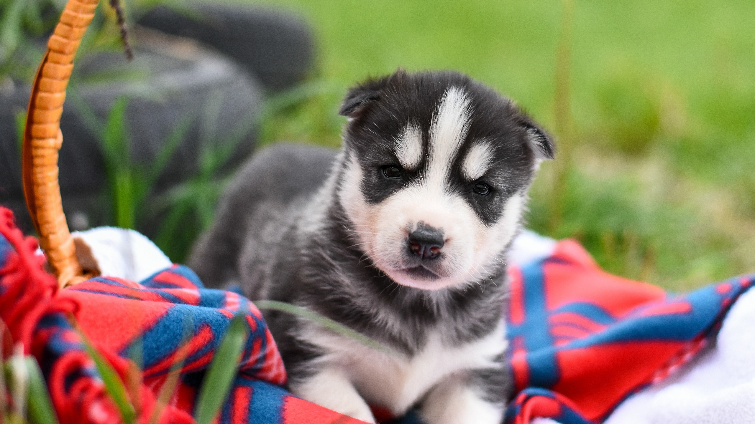 Laden Sie das Tiere, Hunde, Hund, Welpen, Sibirischer Husky, Tierbaby, Schlittenhund-Bild kostenlos auf Ihren PC-Desktop herunter