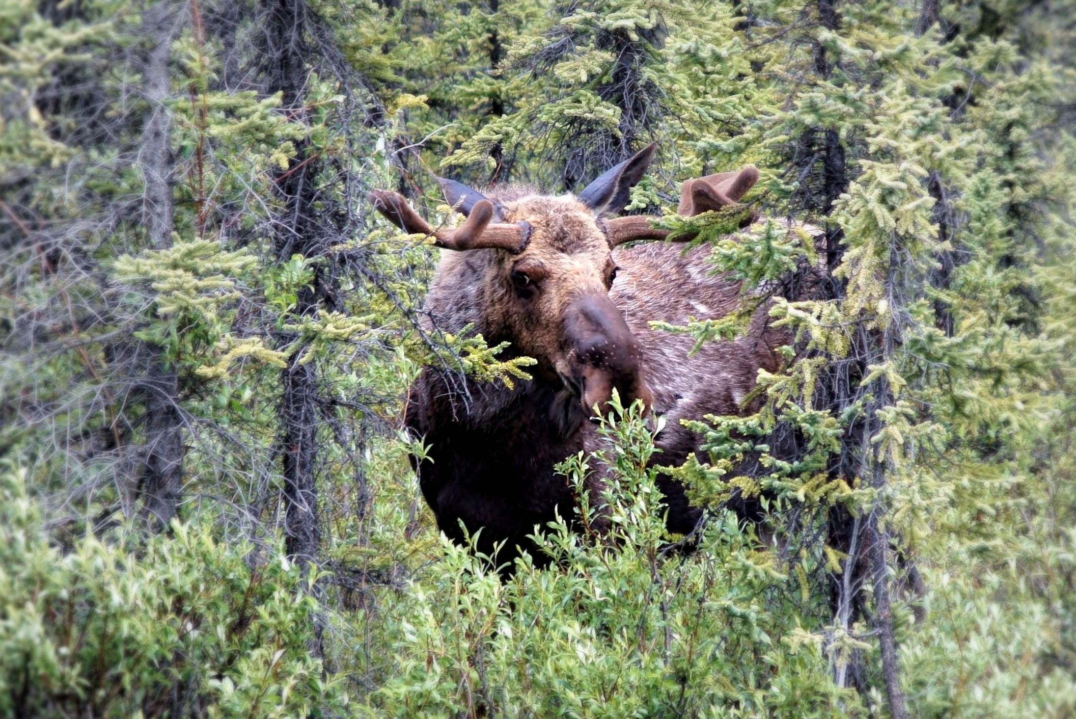 Download mobile wallpaper Plant, Forest, Animal, Moose for free.