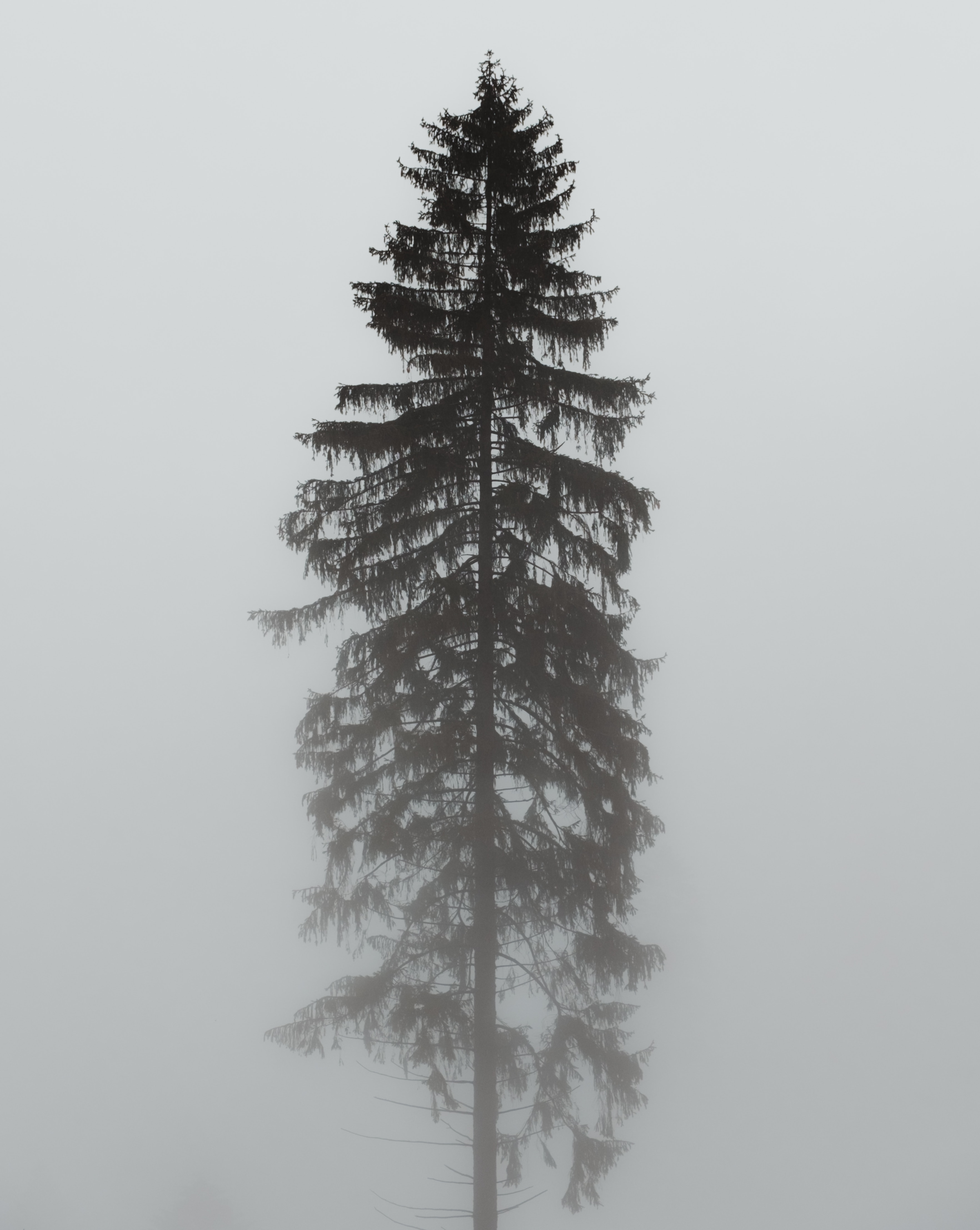 Download mobile wallpaper Tree, Fog, Wood, Pine, Grey, Nature, Gloomy for free.