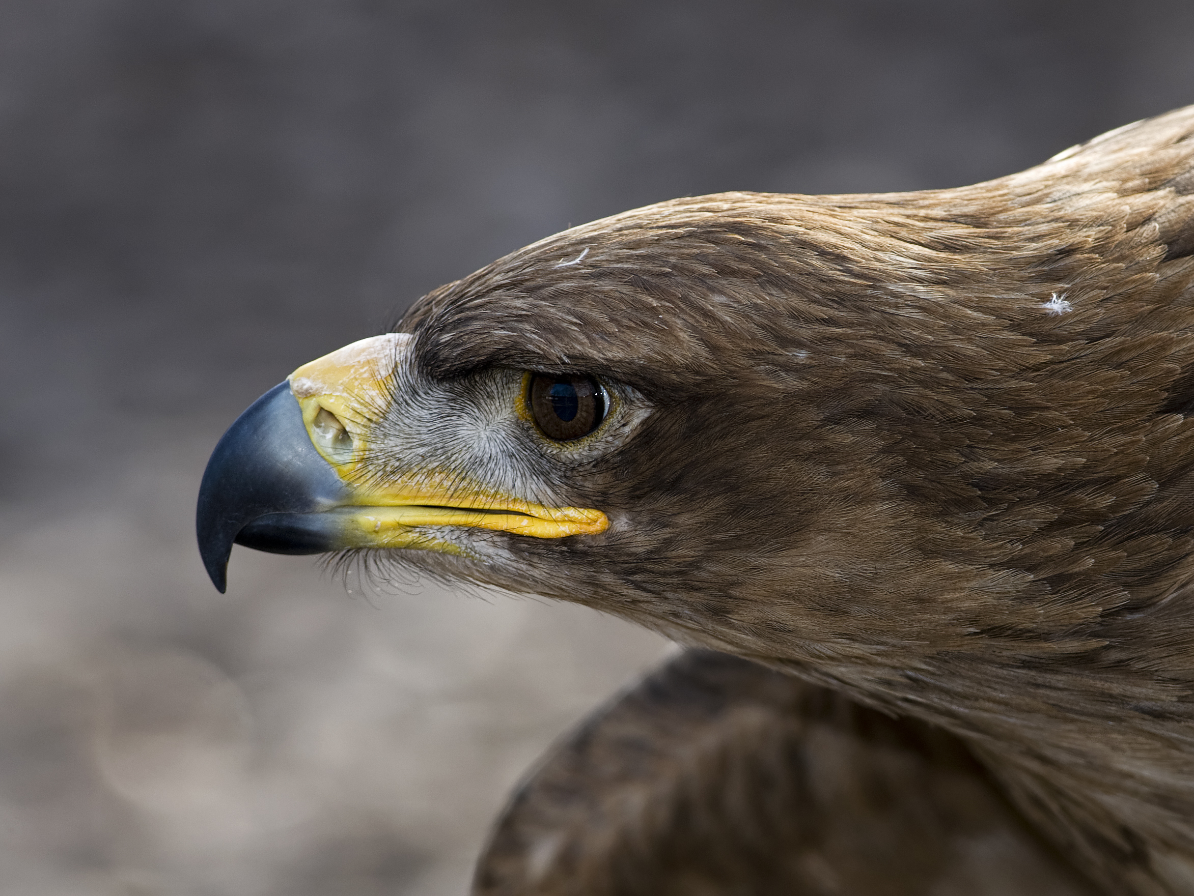 Baixar papel de parede para celular de Águia, Aves, Animais gratuito.