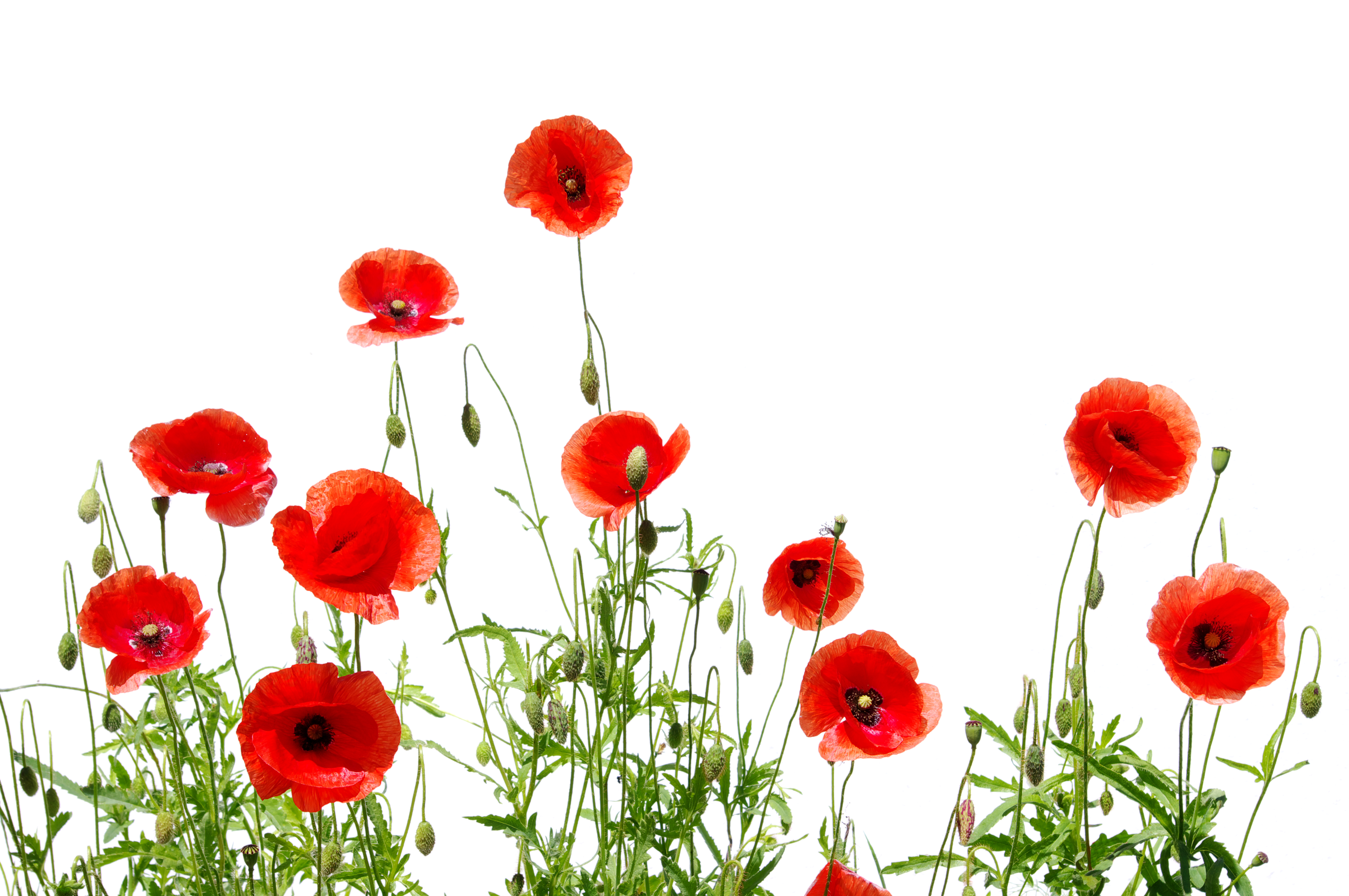 Handy-Wallpaper Blumen, Mohn, Blume, Rote Blume, Erde/natur kostenlos herunterladen.