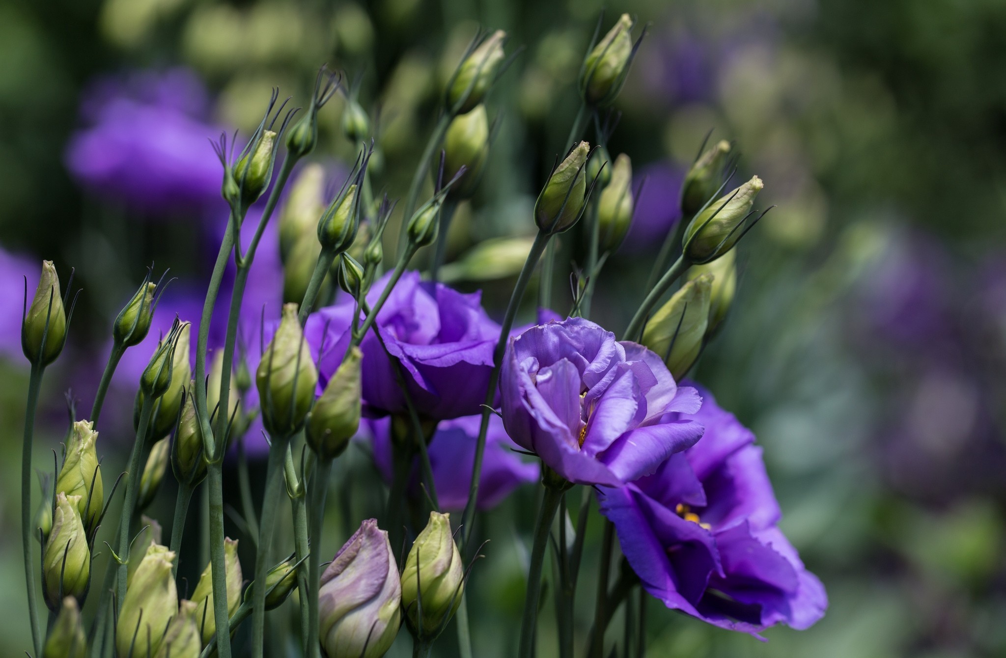 Free download wallpaper Nature, Flowers, Flower, Bud, Earth, Bokeh, Purple Flower on your PC desktop