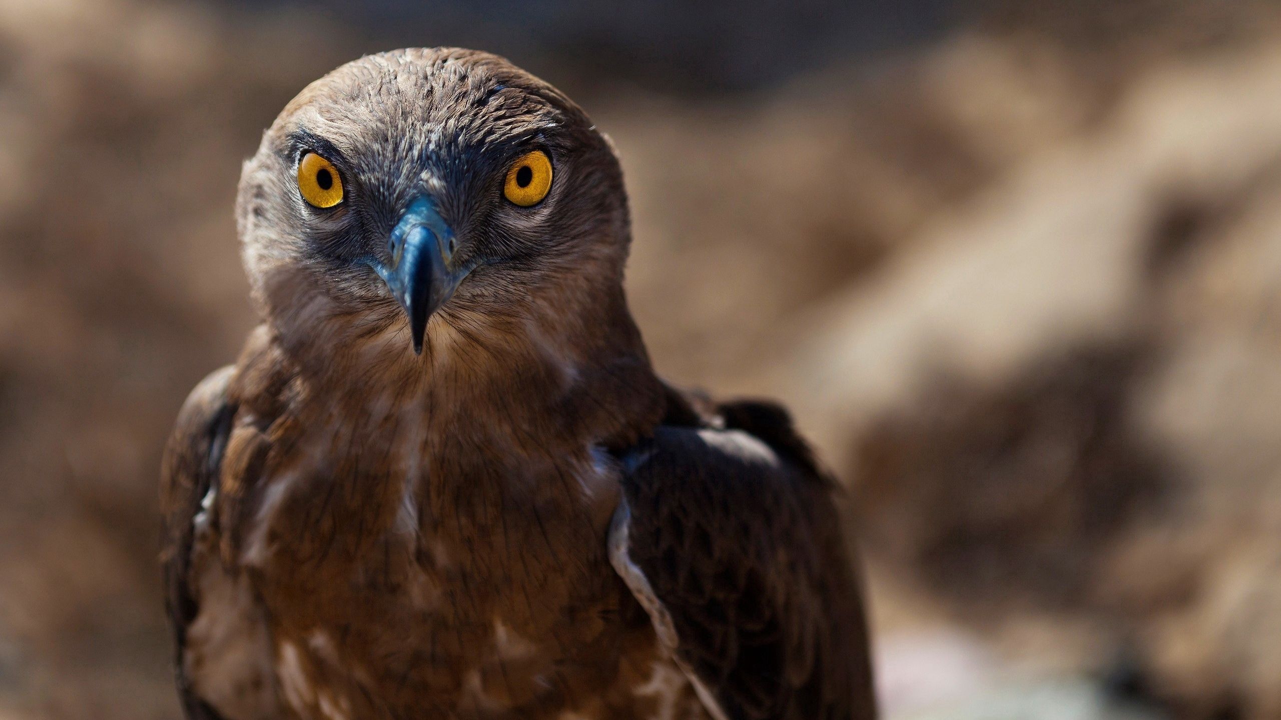 Download background animals, bird, predator, hawk