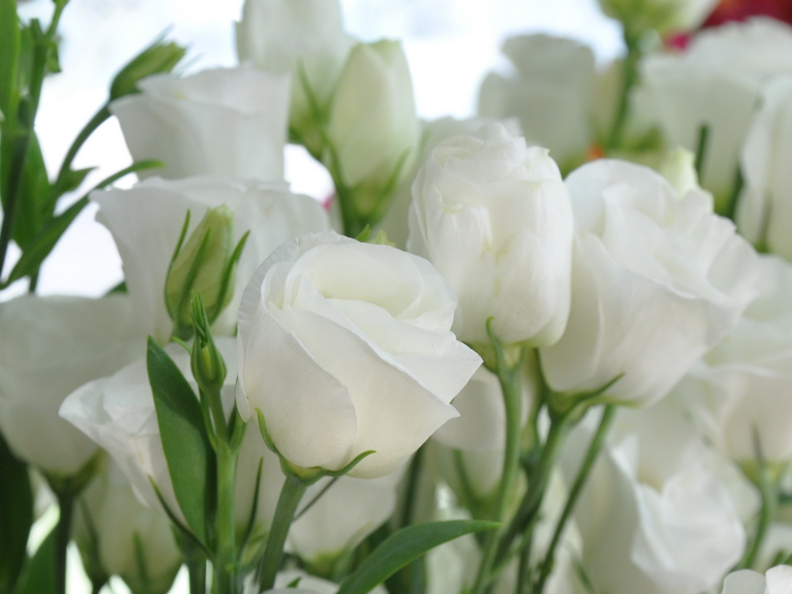 9102 скачать обои розы, праздники, 8 марта, открытки, цветы, растения - заставки и картинки бесплатно