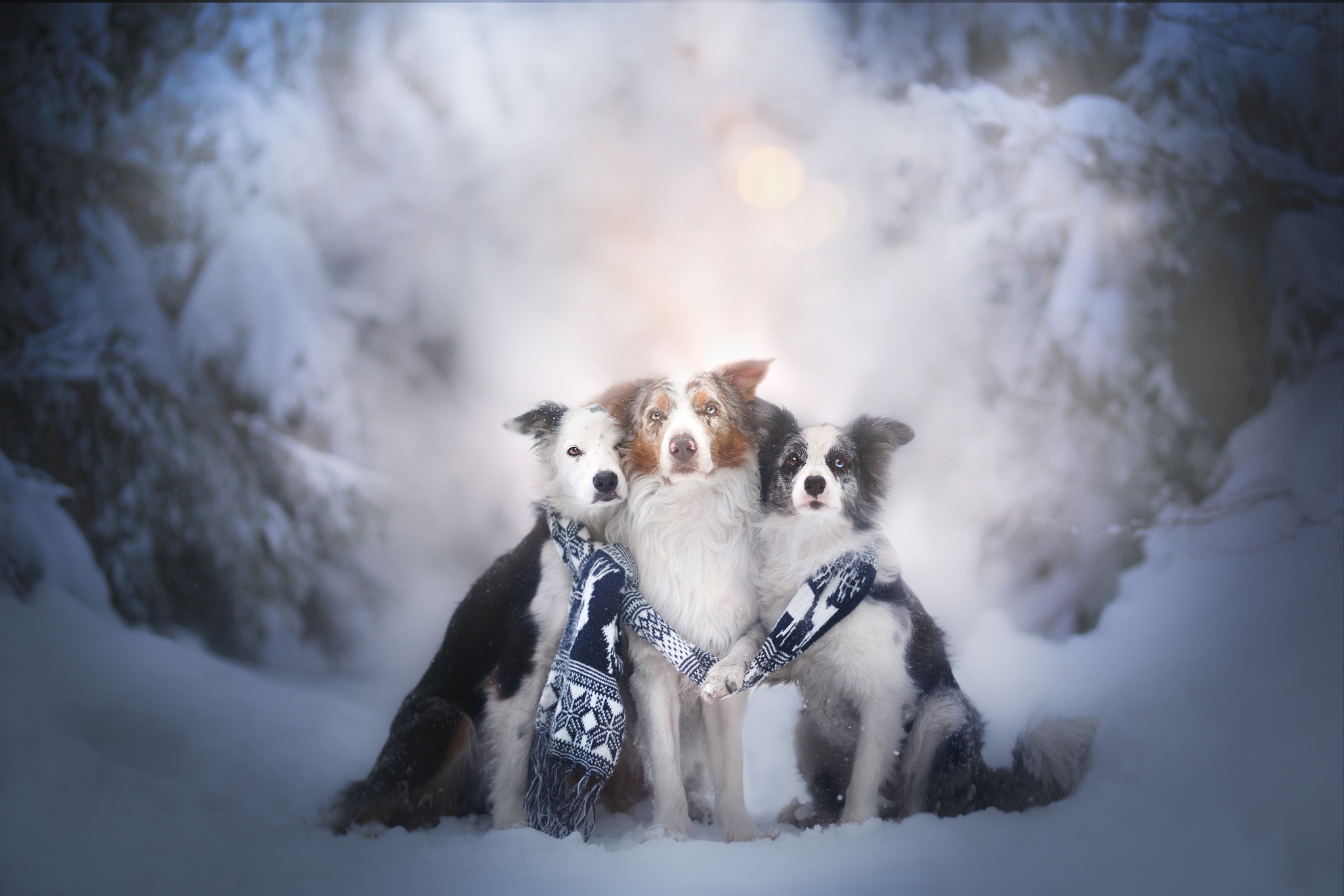 Download mobile wallpaper Winter, Dogs, Snow, Dog, Animal, Scarf, Border Collie, Depth Of Field for free.