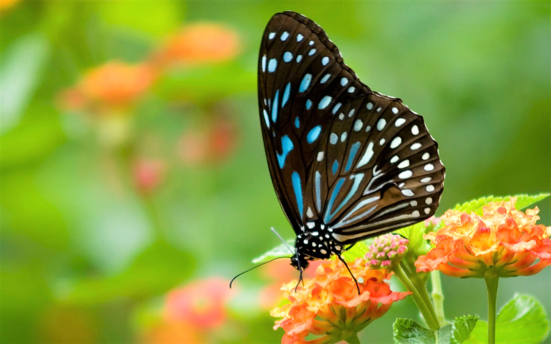 Free download wallpaper Flower, Macro, Insect, Butterfly, Animal on your PC desktop