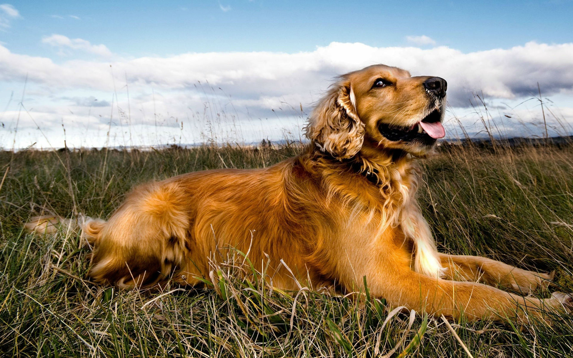 Baixar papel de parede para celular de Cães, Cão, Animais gratuito.