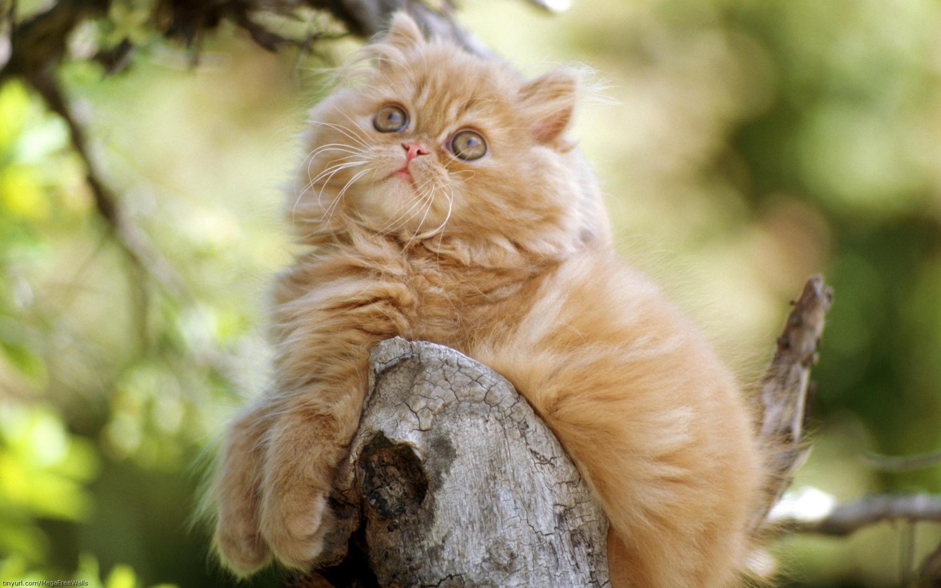 Download mobile wallpaper Cat, Animal for free.