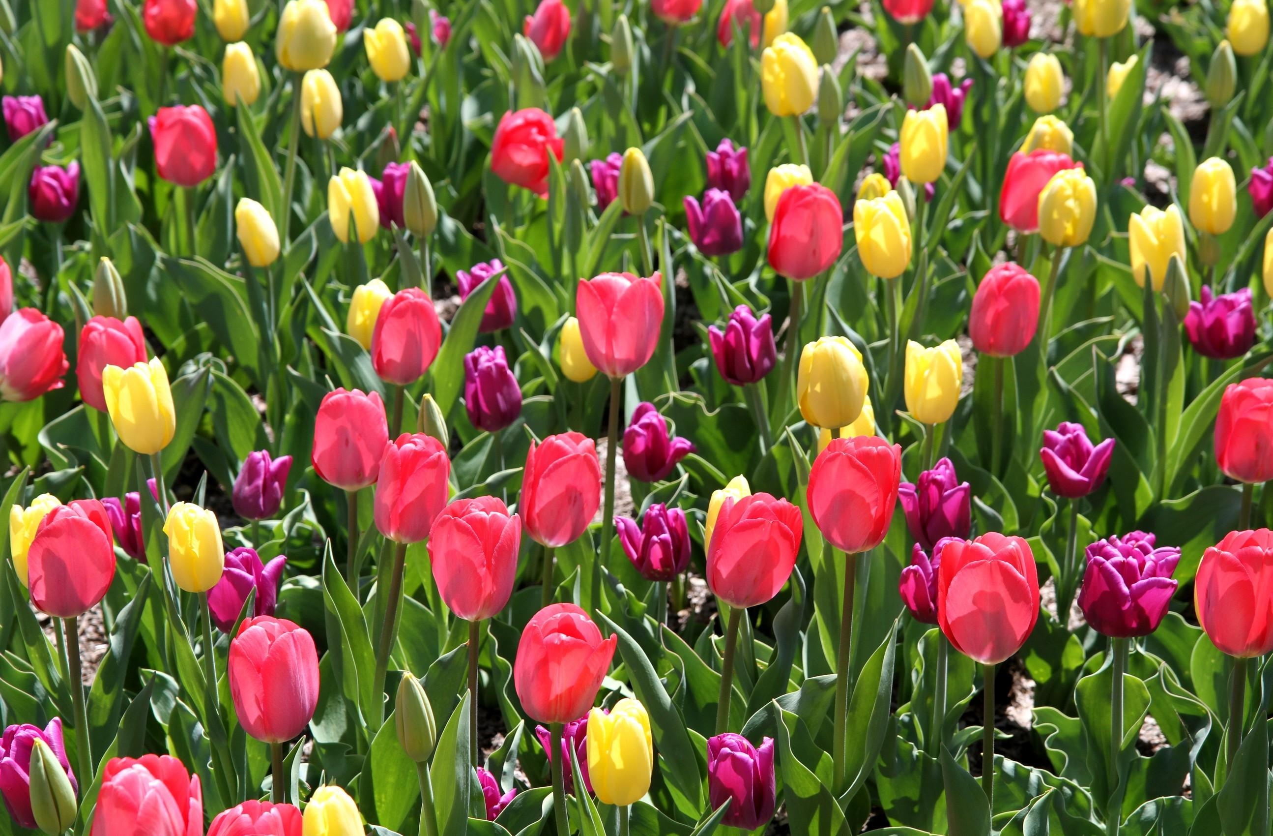 149019 télécharger l'image printemps, fleurs, tulipes, parterre de fleurs, parterre, source, différent, ensoleillé - fonds d'écran et économiseurs d'écran gratuits