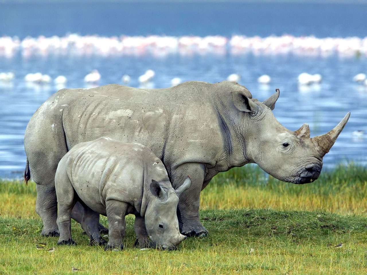 Free download wallpaper Animal, Rhino on your PC desktop