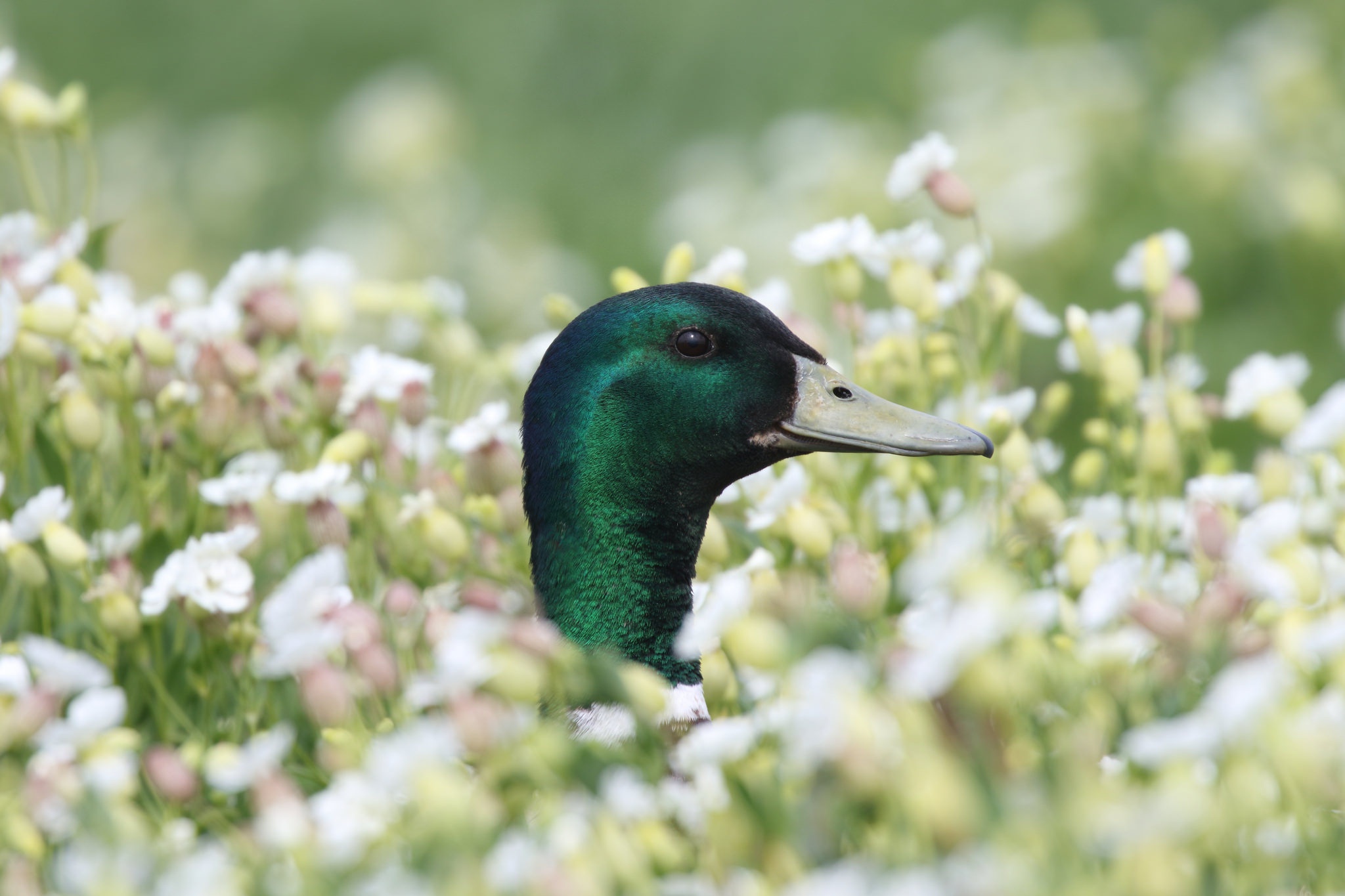 Free download wallpaper Birds, Bird, Close Up, Animal, Duck, Mallard on your PC desktop