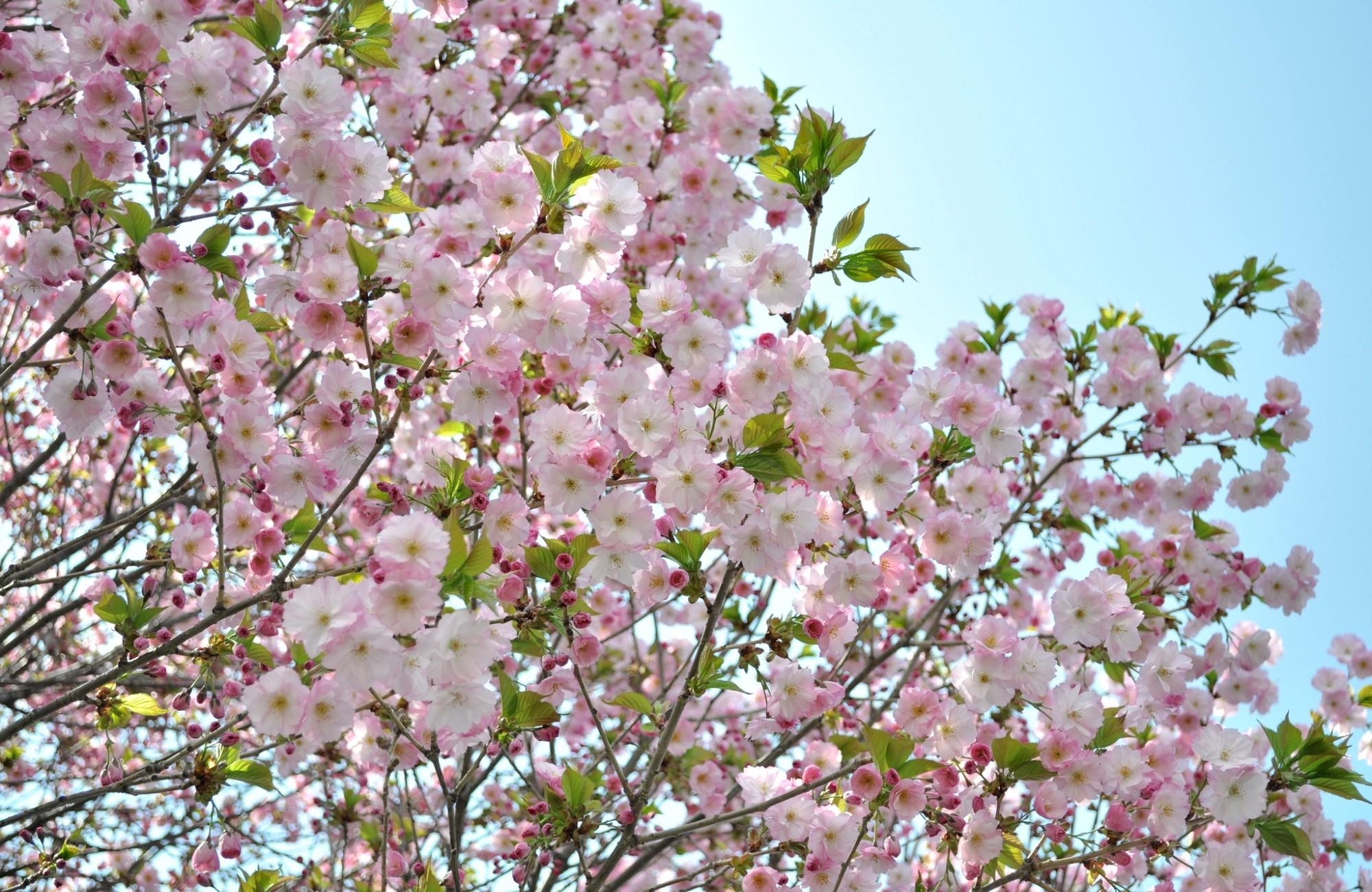 50941壁紙のダウンロード春, フラワーズ, スカイ, 葉, ブランチ, 枝, 咲く, 開花, 気分, ムード-スクリーンセーバーと写真を無料で