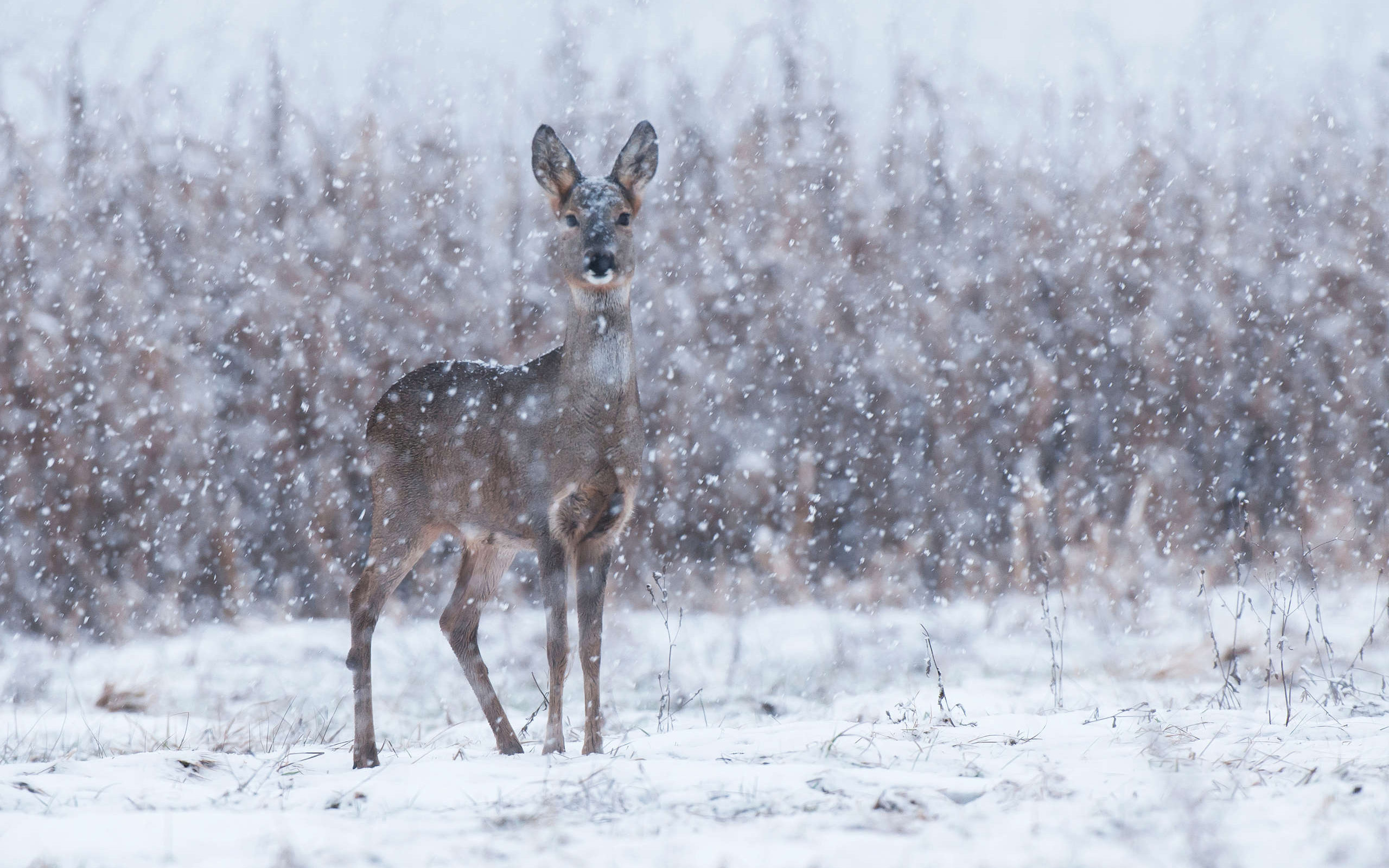 animal, deer, roe deer, snow, winter