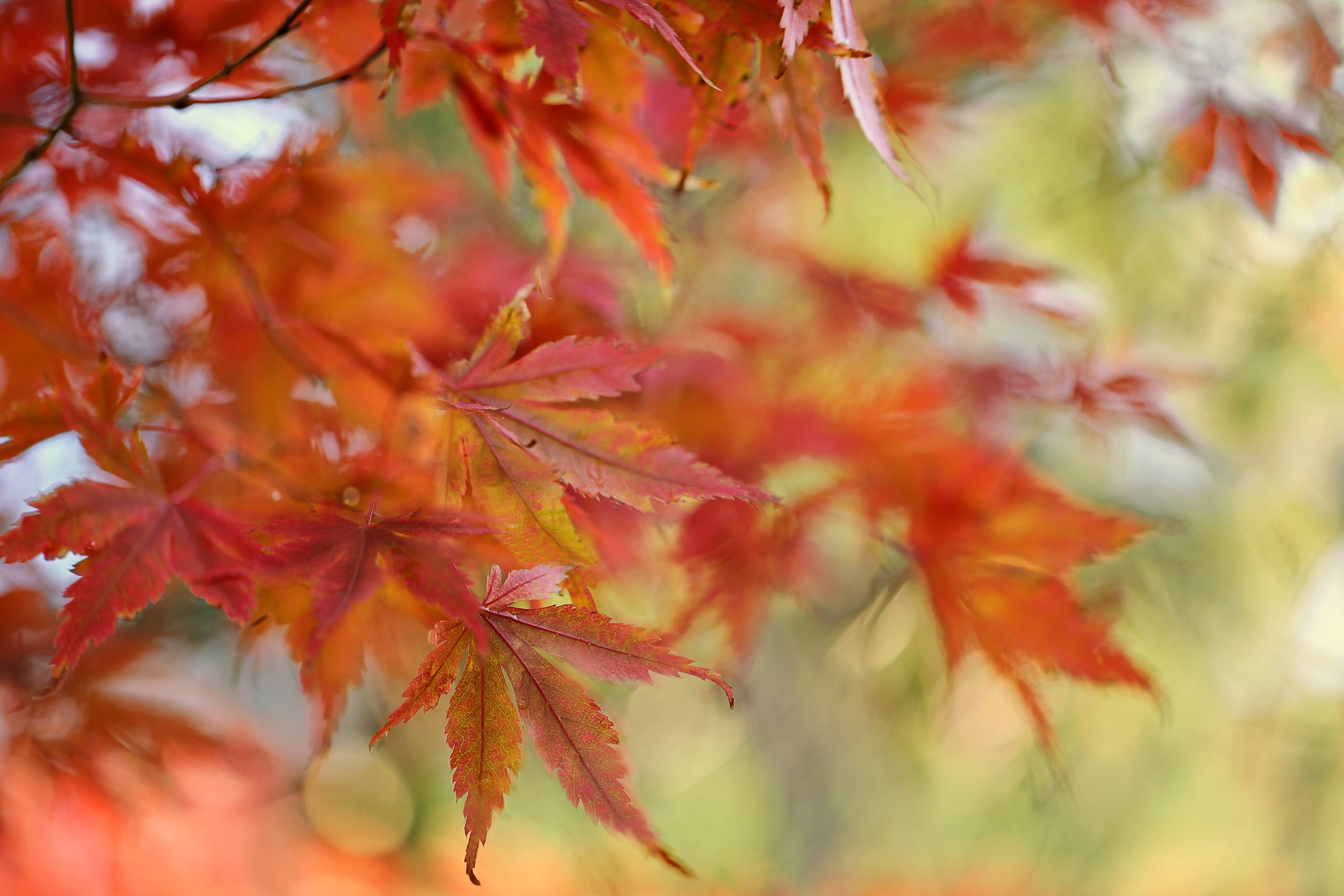 Download mobile wallpaper Nature, Blur, Leaf, Fall, Earth, Maple Leaf for free.