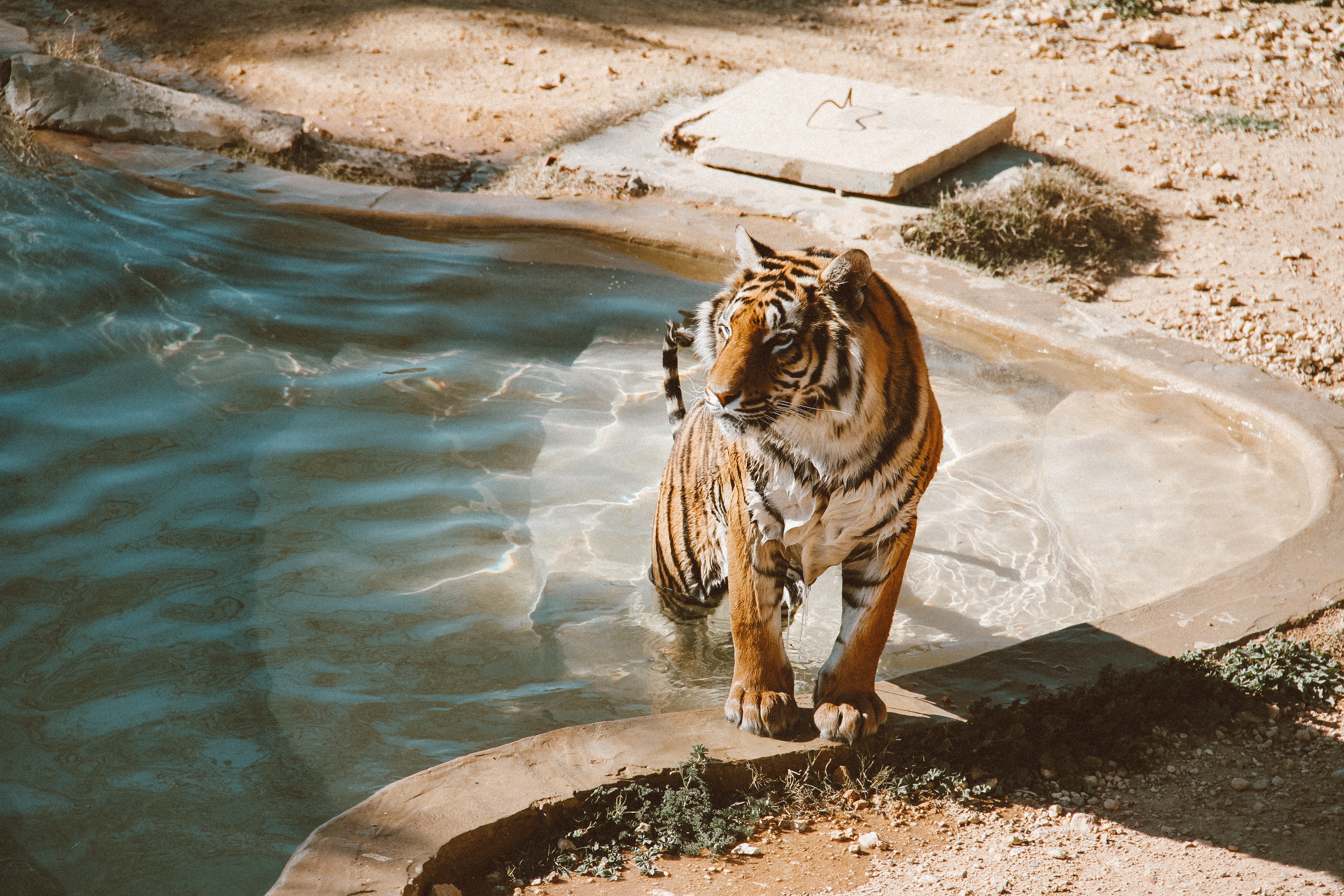 440376 скачать обои тигр, животные, бассейн, зоопарк, кошки - заставки и картинки бесплатно
