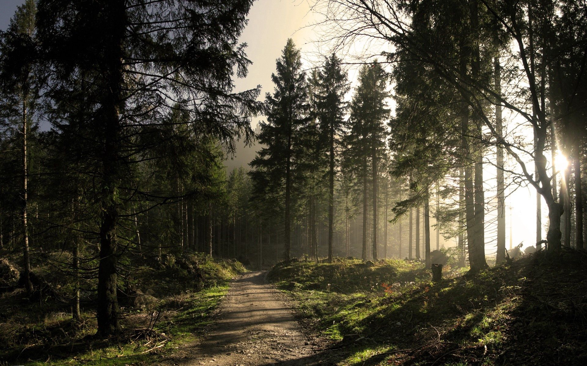 forest, morning, nature, shine, light, beams, rays, road, shadows, ate