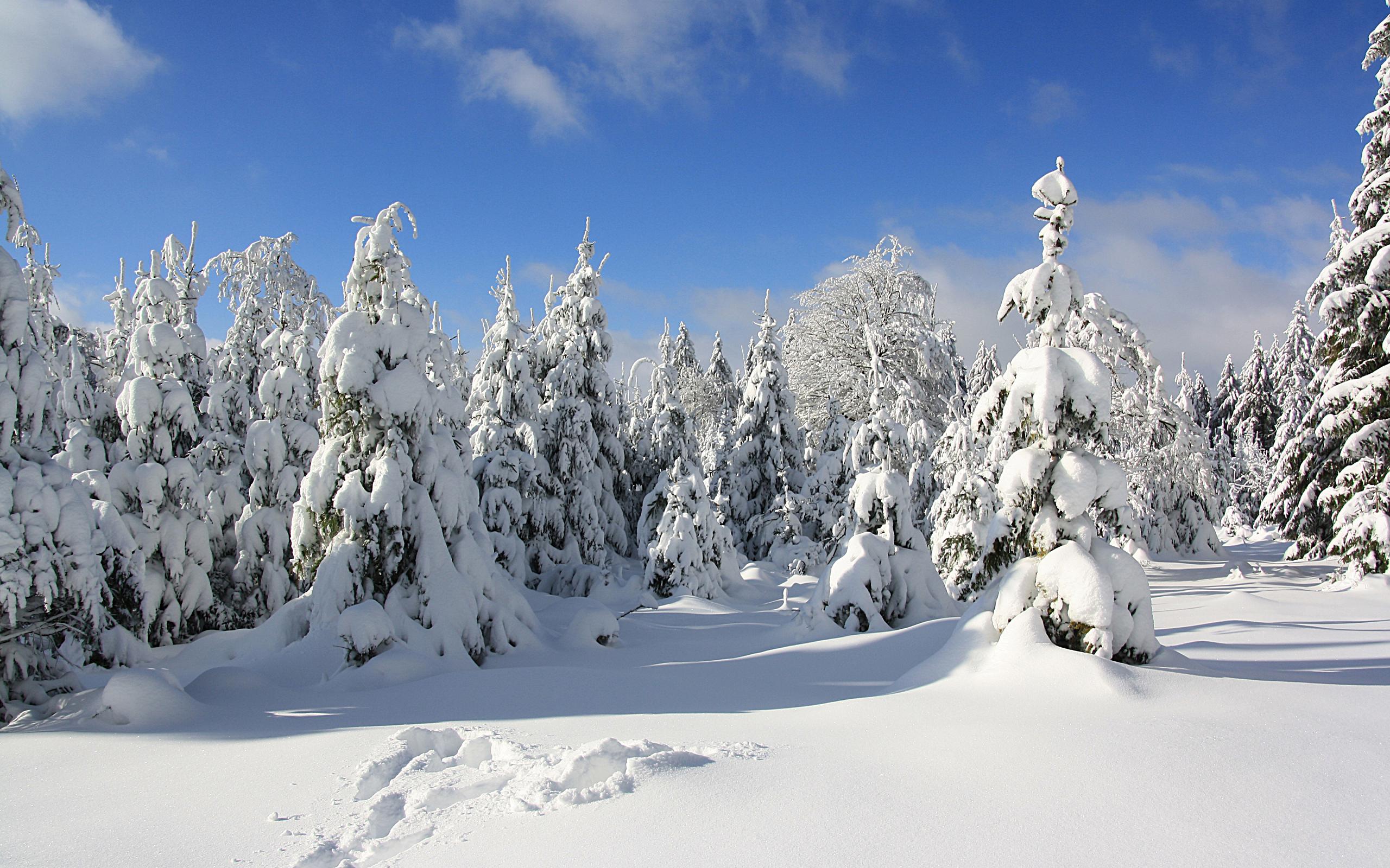 Download mobile wallpaper Winter, Nature, Snow, Forest, Earth for free.