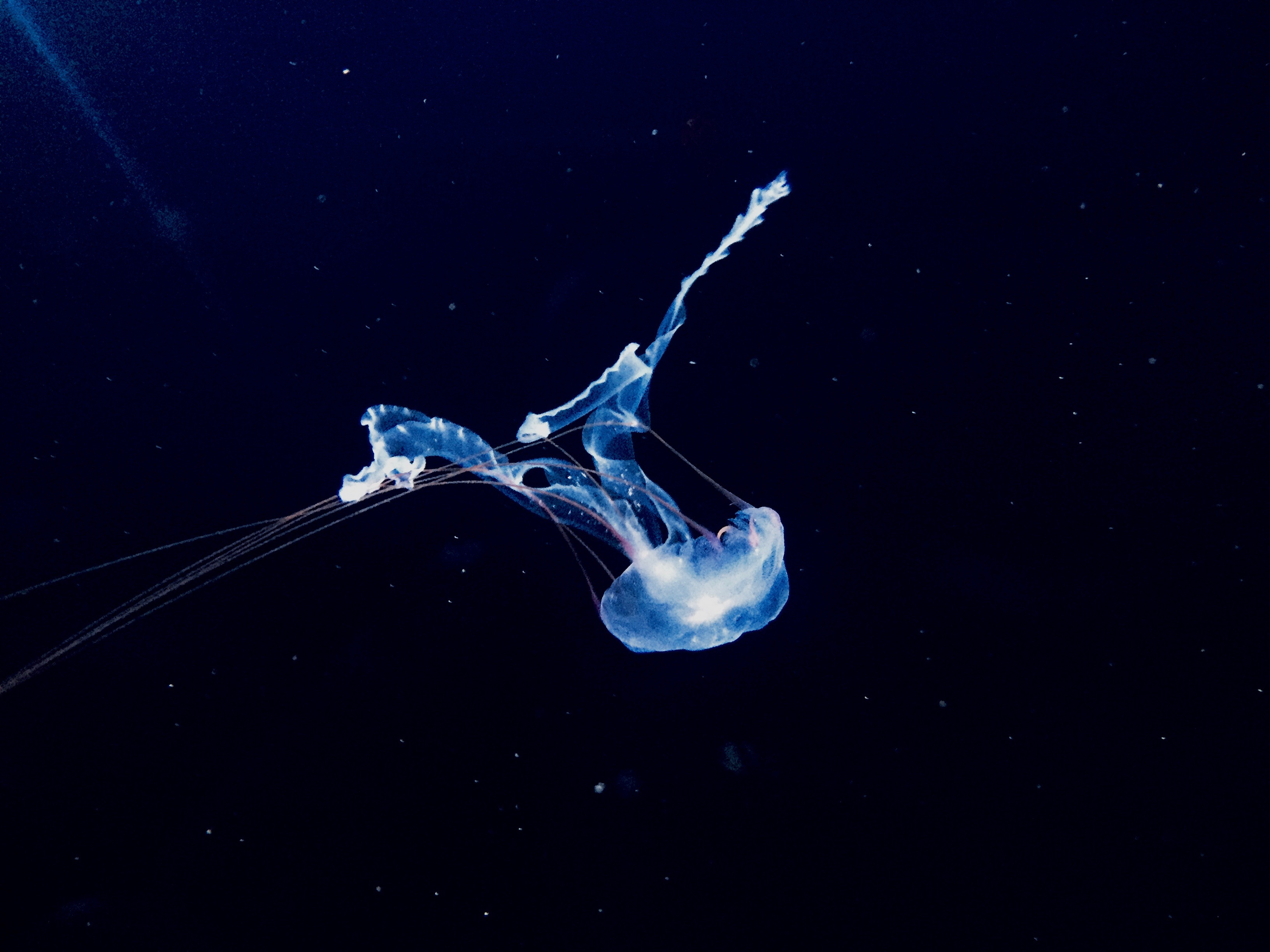 105879 скачать картинку животные, подводный мир, медуза, плавать, фосфор - обои и заставки бесплатно