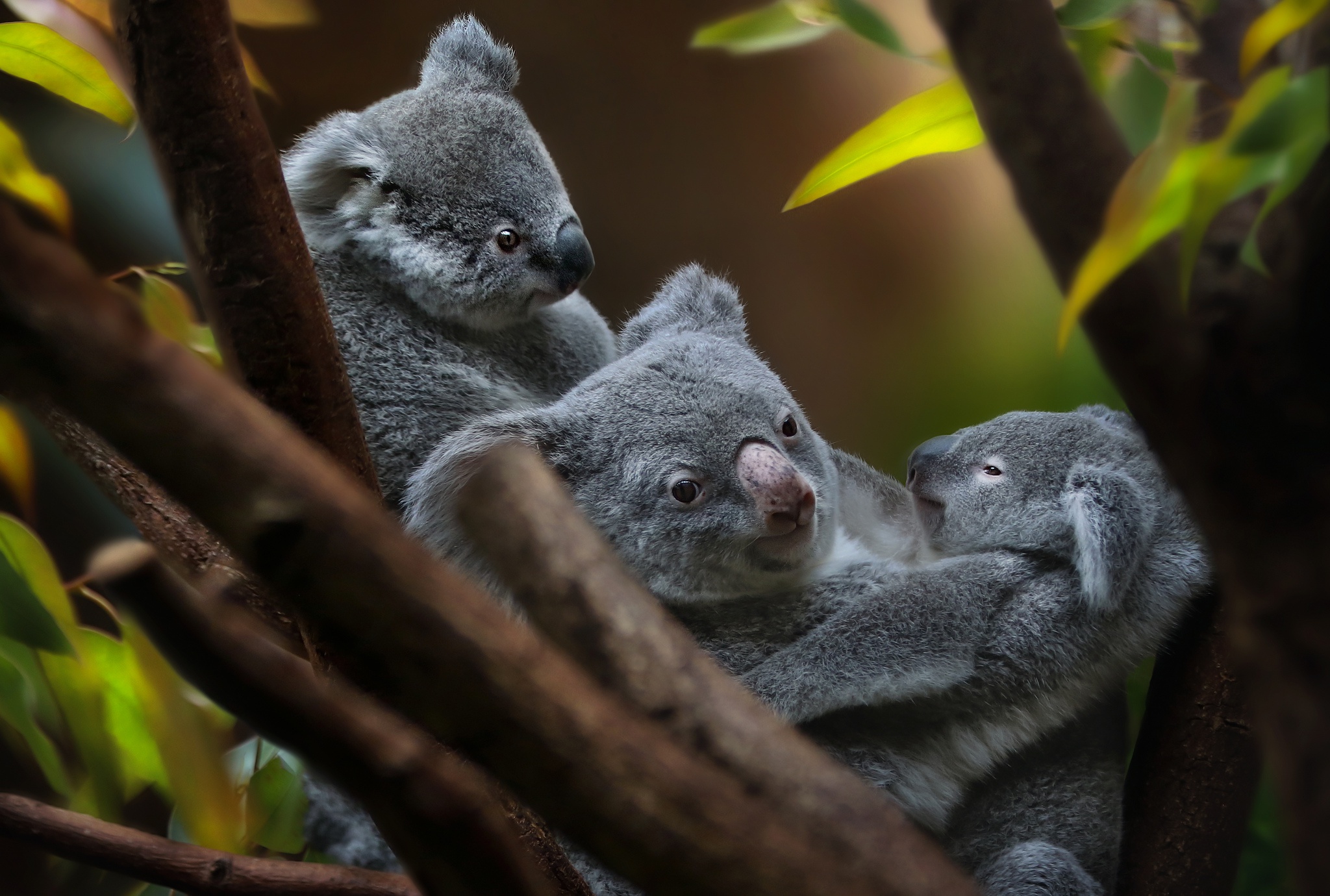 Téléchargez gratuitement l'image Animaux, Koala, Bébé Animal sur le bureau de votre PC
